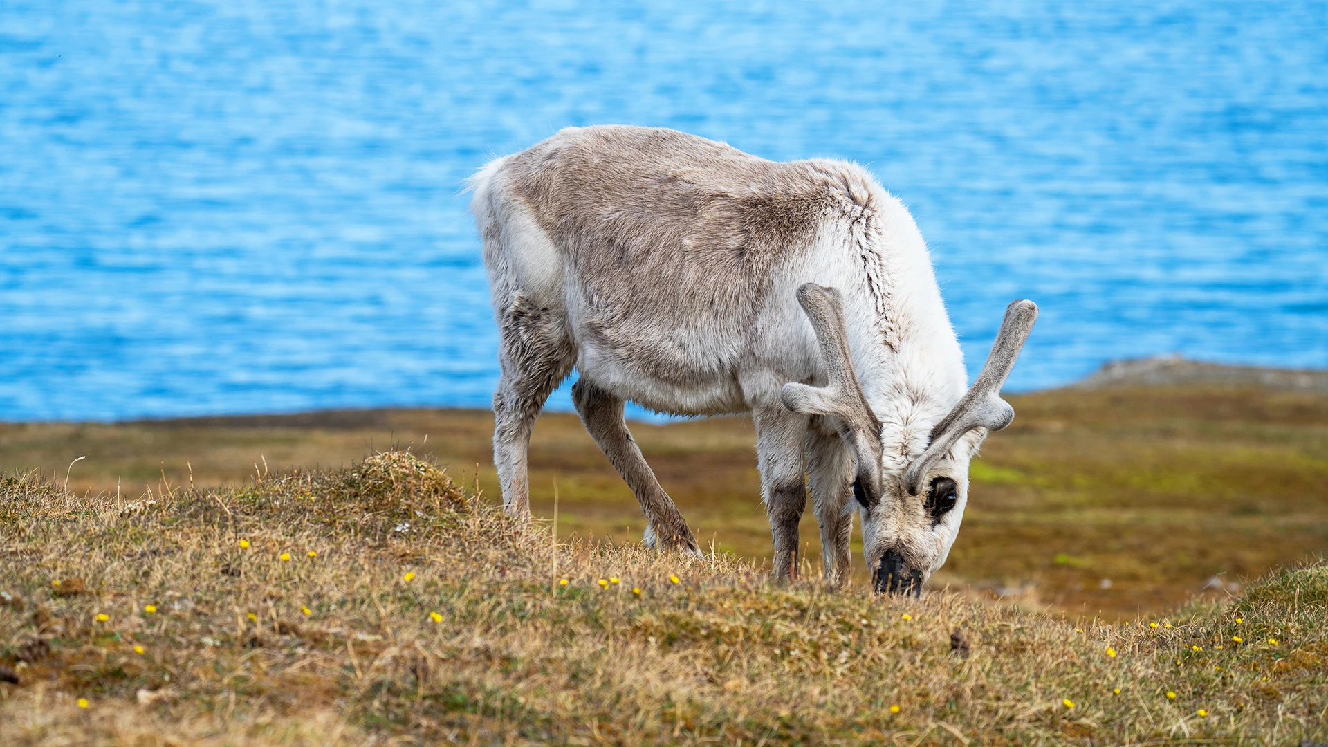 Reindeer Alkhornet Svalbard Norway