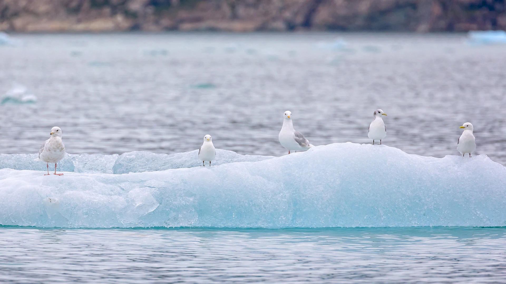 True Expedition Iceland & Greenland Cruise