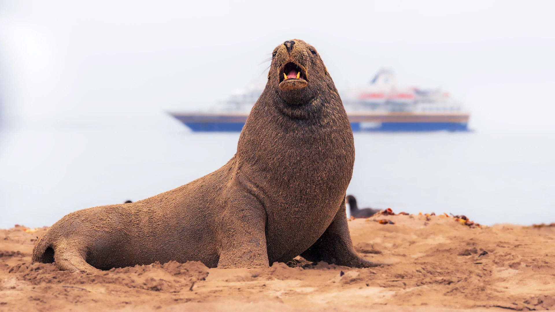 Sea Lions Enderby Island Subantarctic Islands