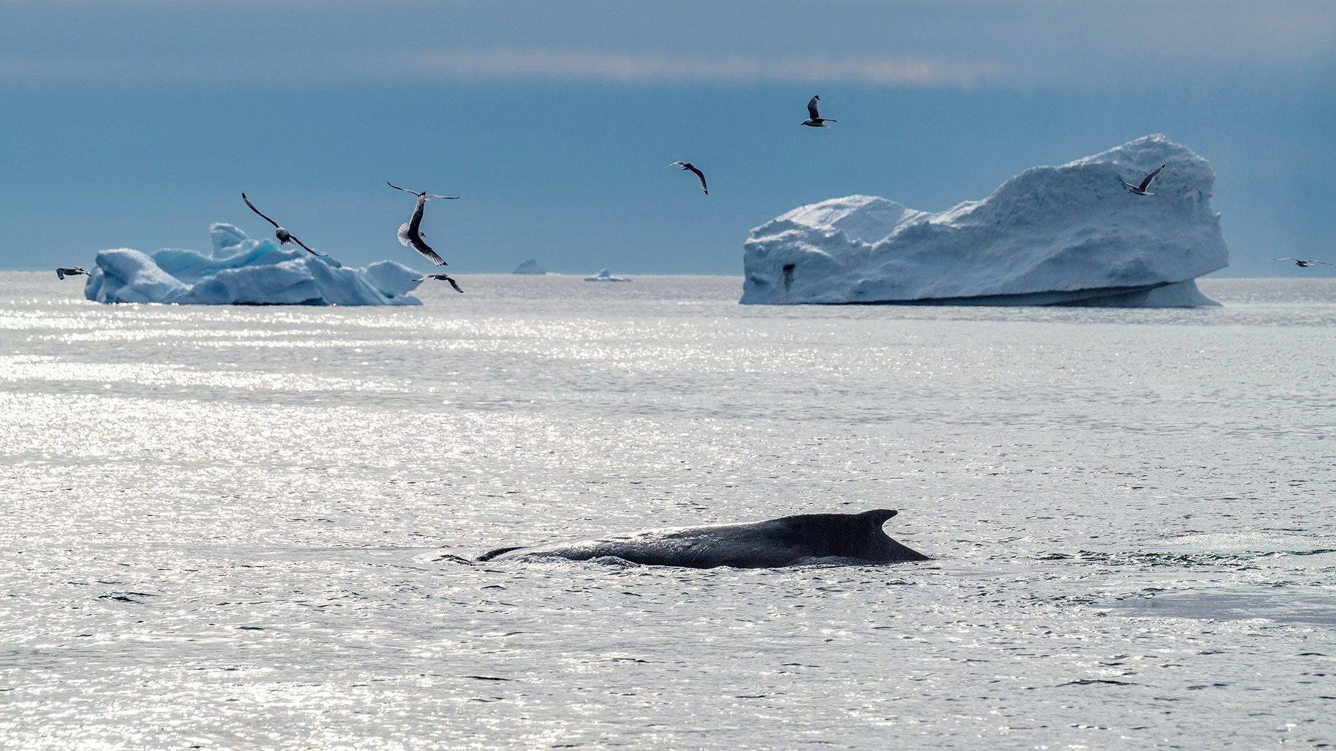 Seabirds and Whales Davis Strait