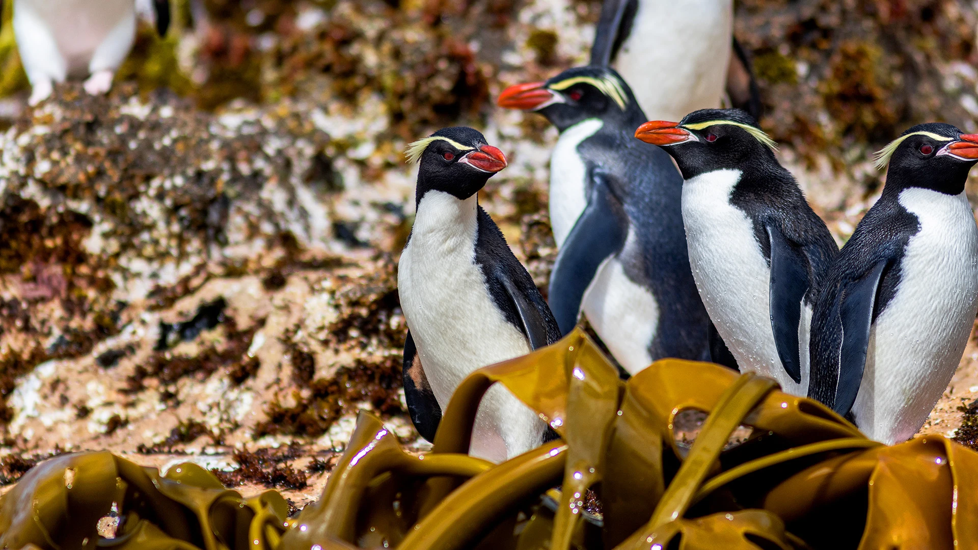 Snares Crested Penguin New Zealand Subantarctic Islands