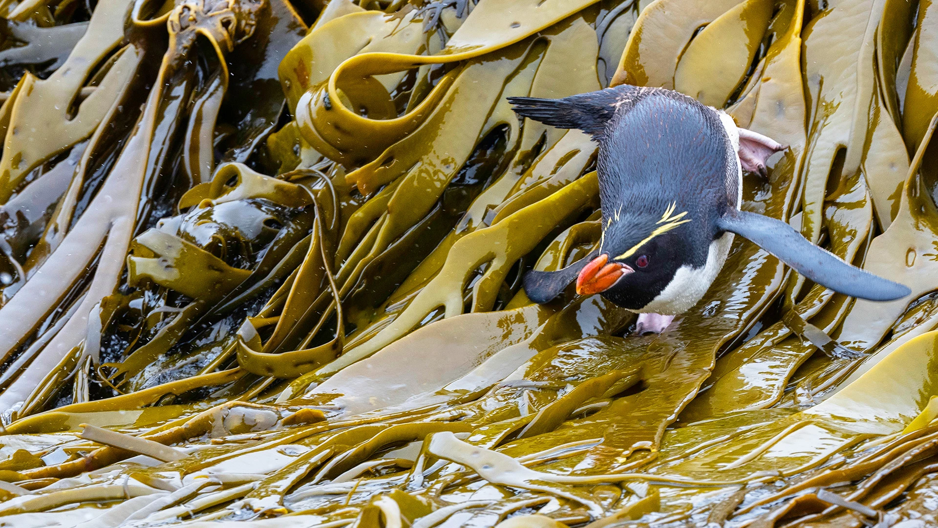 Snares Crested Penguin Snares Islands Subantarctic Islands