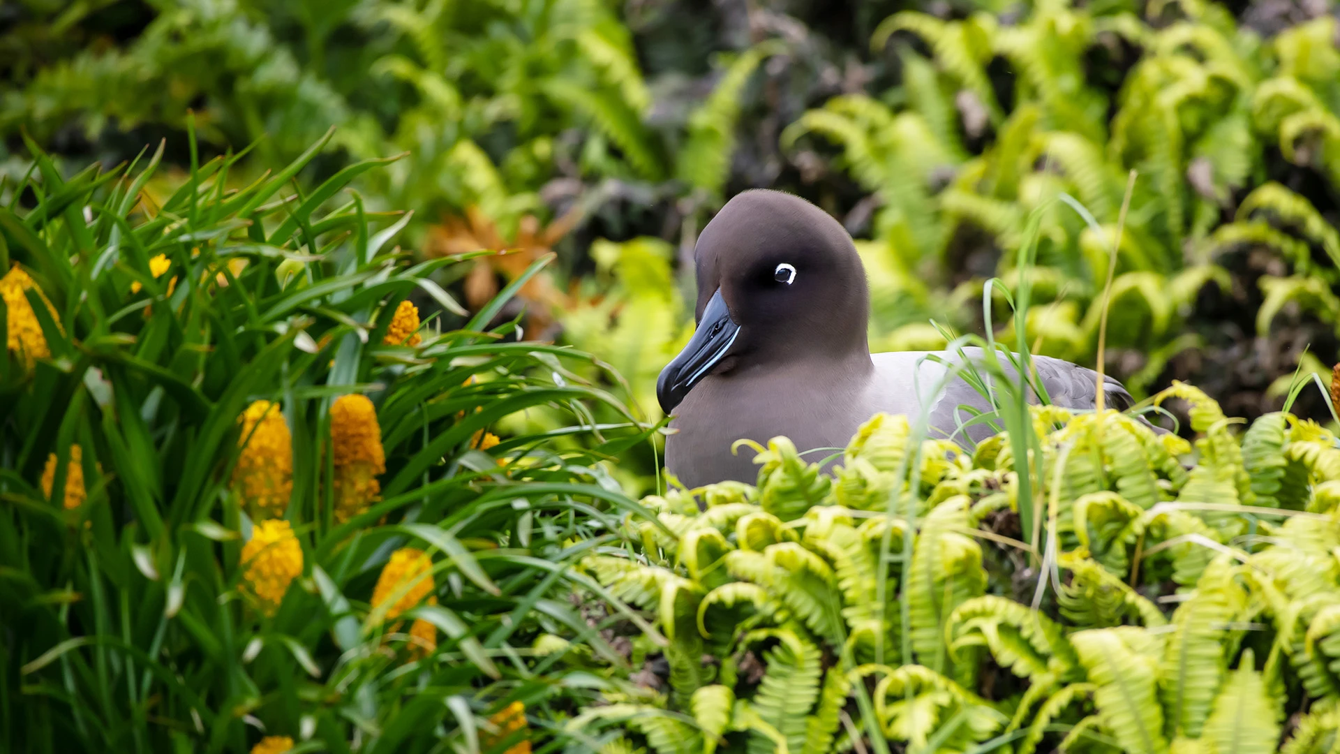 Sooty Albatross Campbell Island Subantarctic Islands