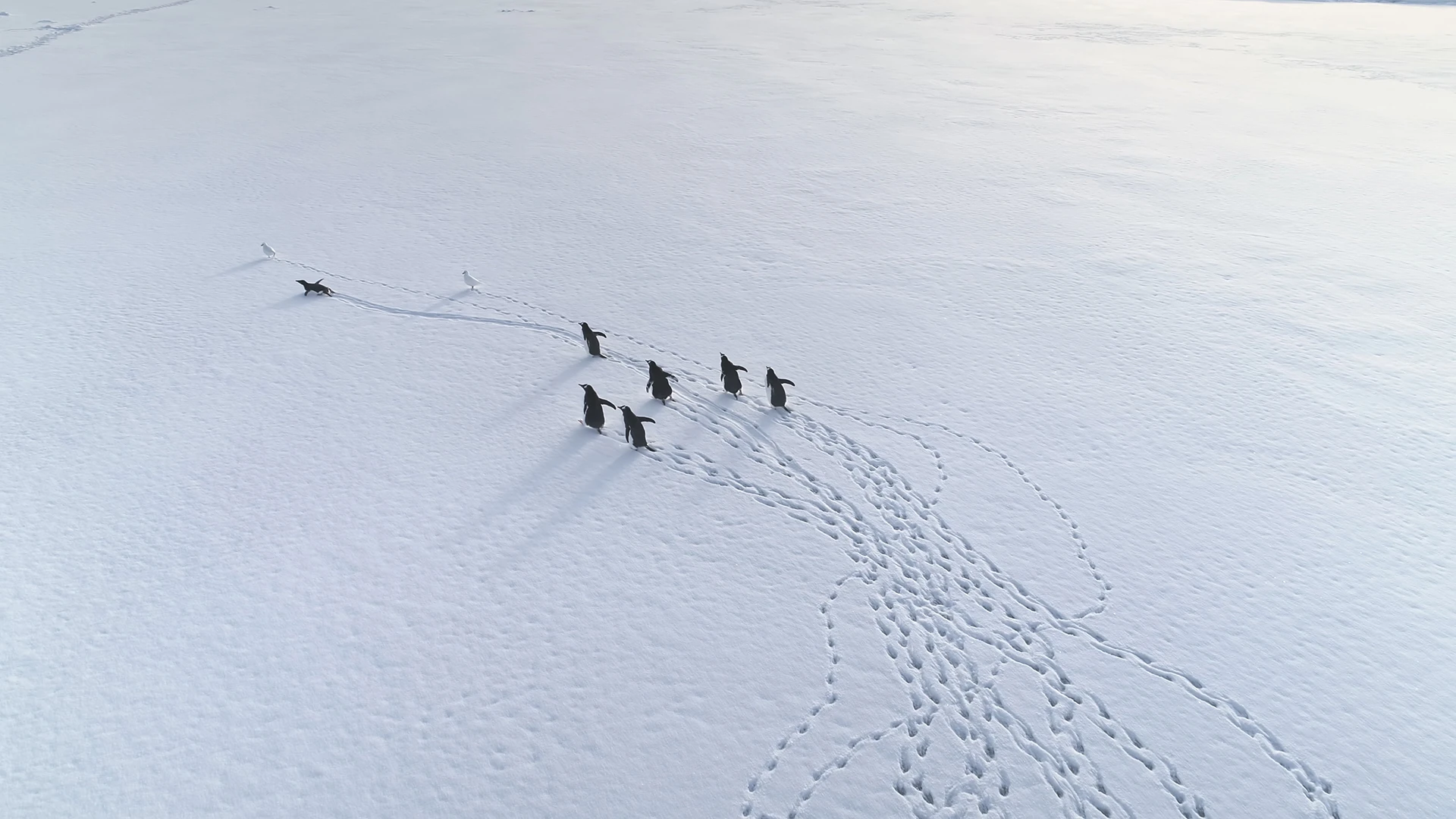 True Antarctic Peninsula Expedition