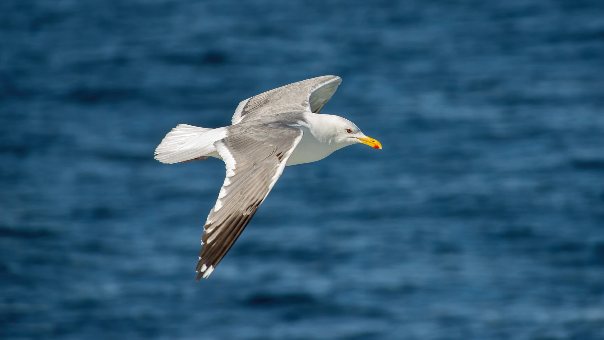 Vega Gull Flying Bering Strait