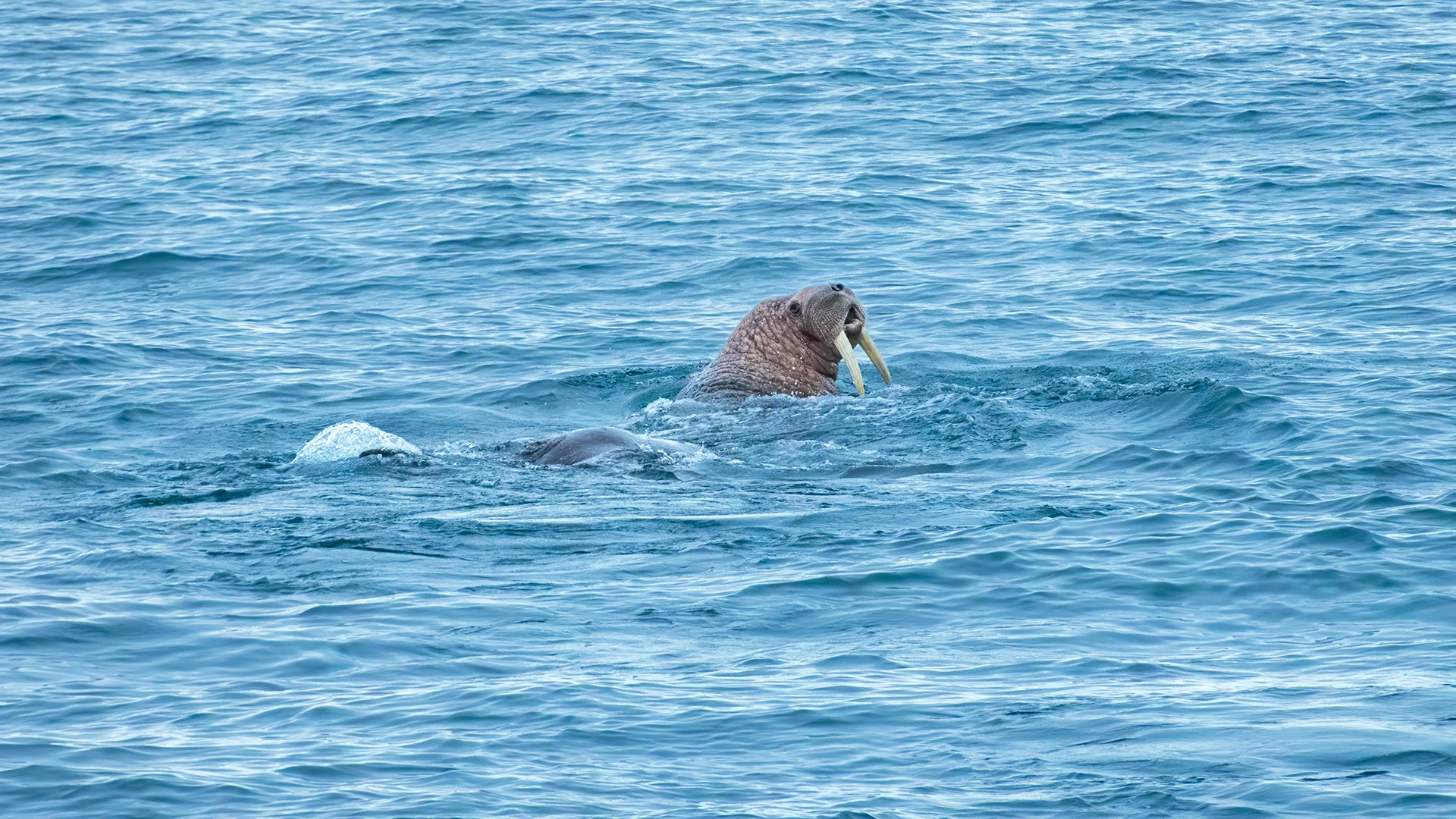Walrus (Odobenus Rosmarus) Bering Strait