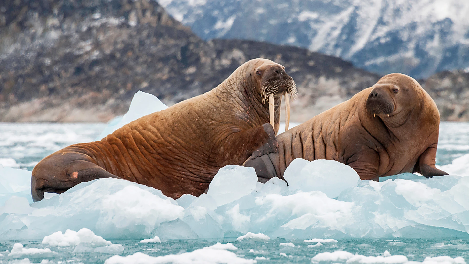 Walrus on Ice in a Fjord Eastern Greenland