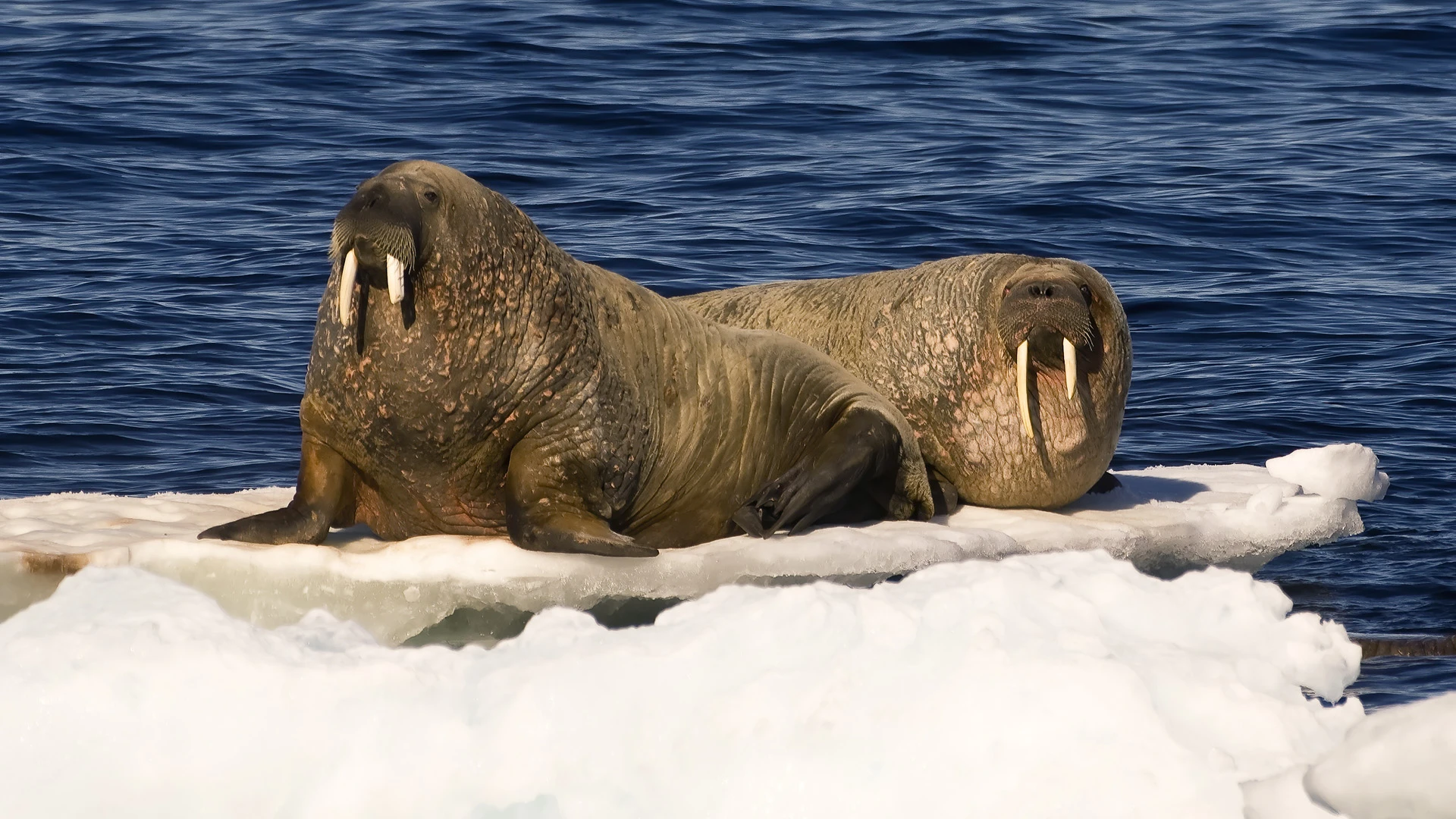 Walruses (Odobenus rosmarus) Davis Strait Nunavut