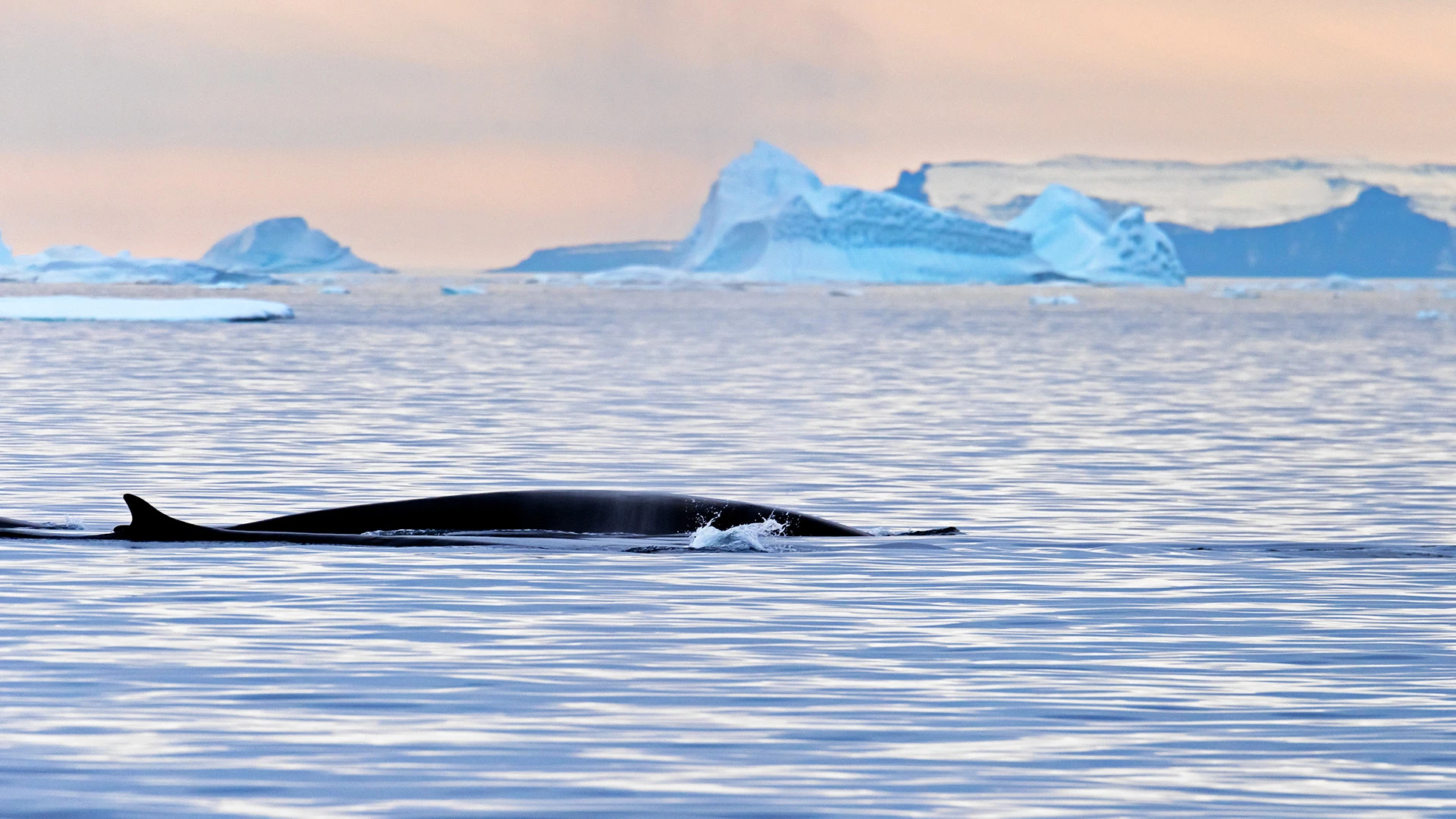 Whales at Sea Greenland Labrador sea