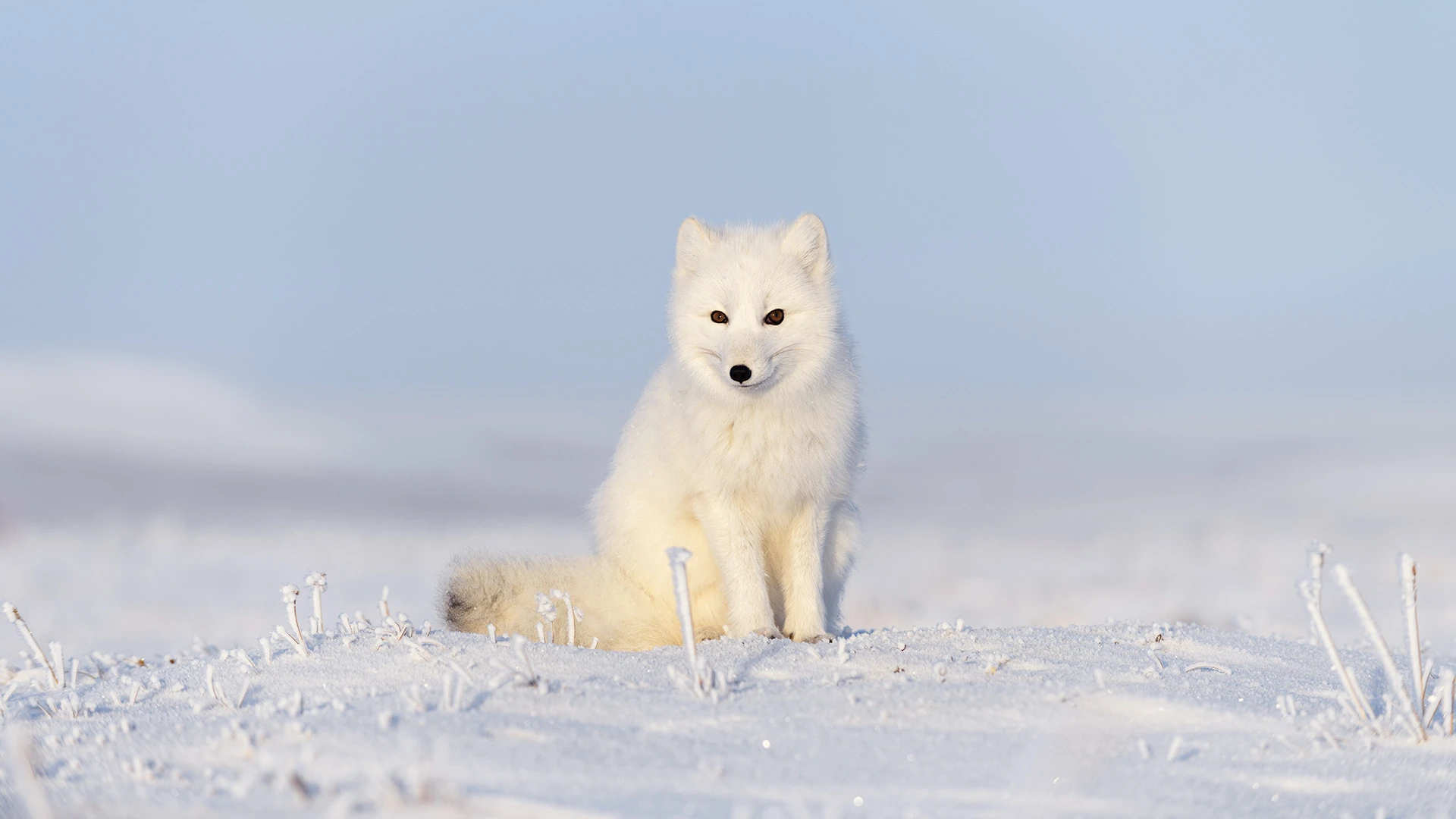 Wild Arctic Fox (Vulpes Lagopus) Svalbard