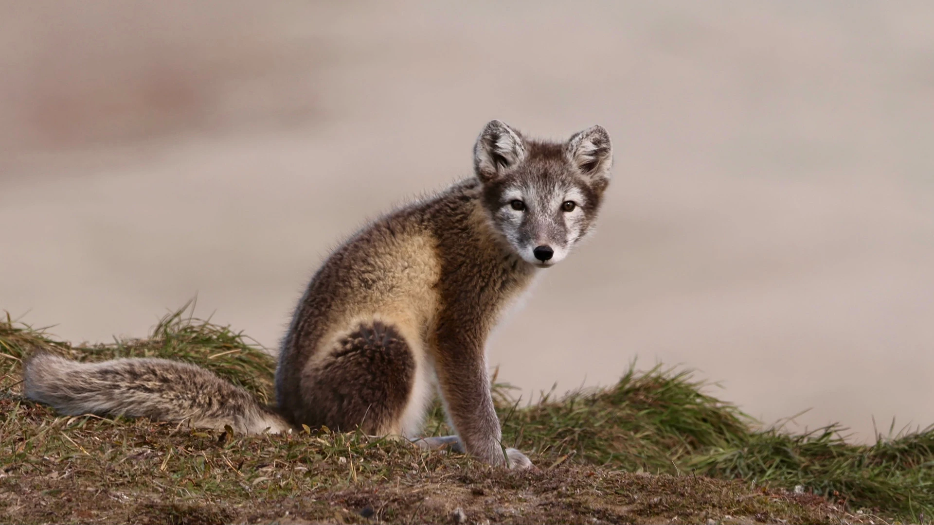 Young Arctic Fox
