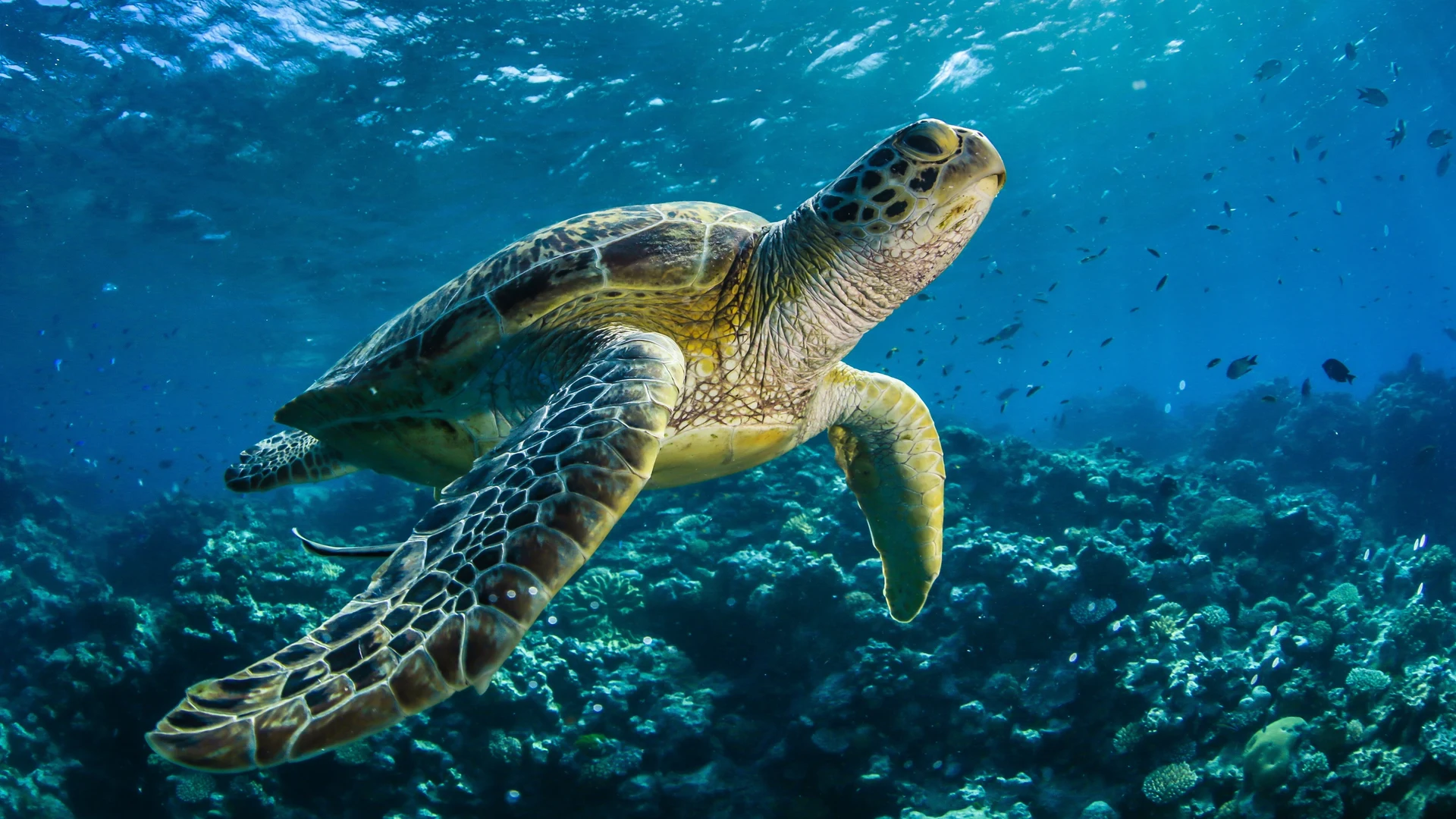 Green sea turtle swimming over a coral reef