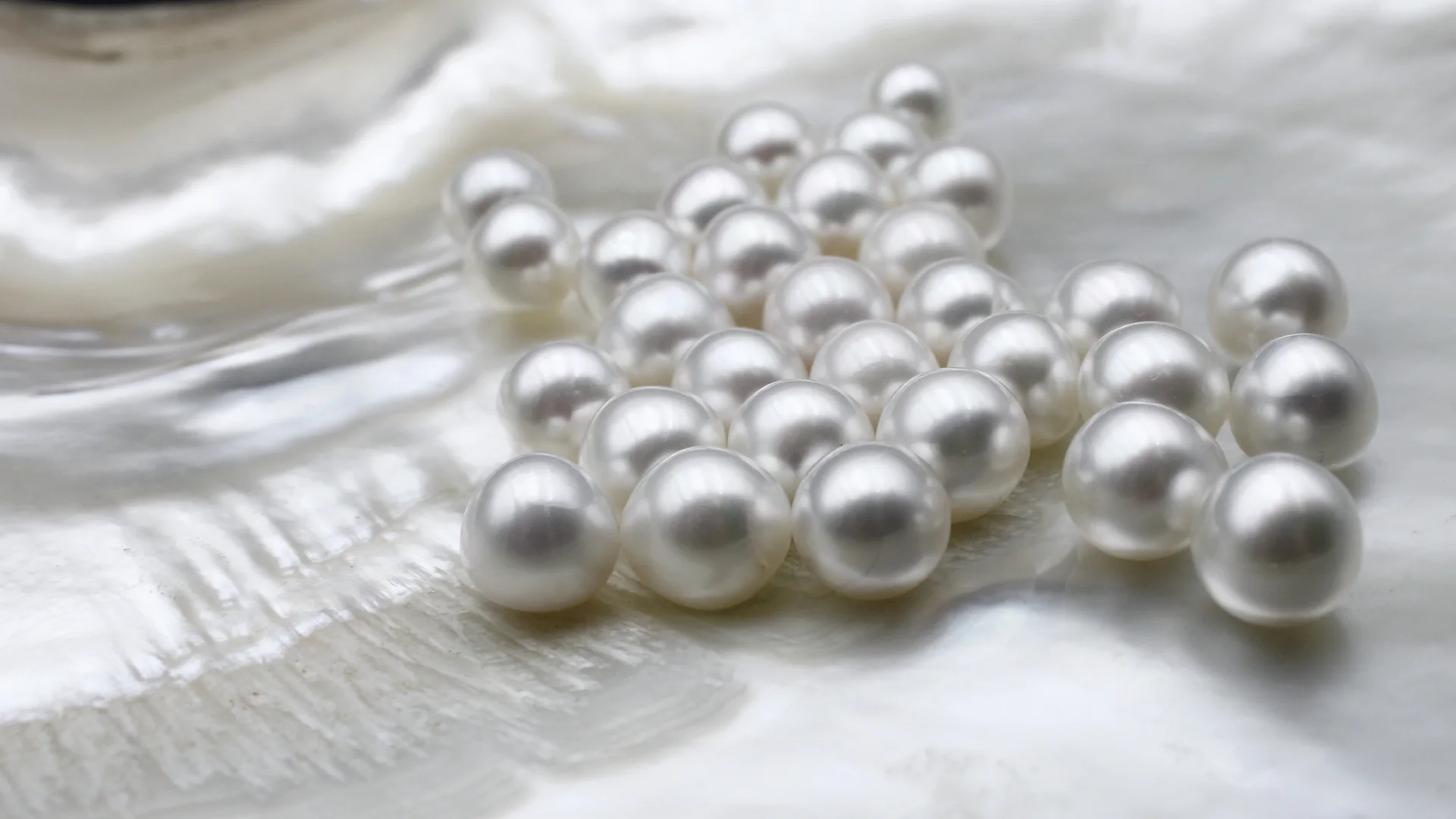 White South Sea pearls on a shell