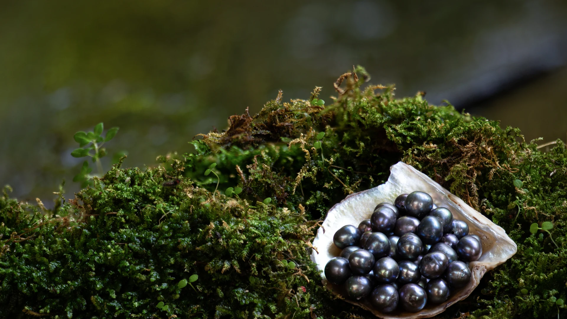 Tahitian black pearls