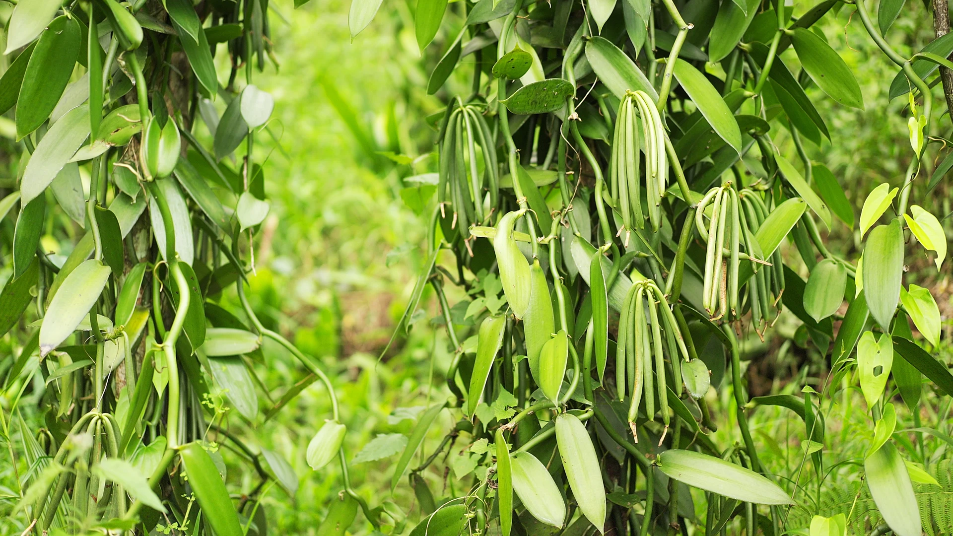 Vanilla vines in pod on Taha'a, the vanilla island