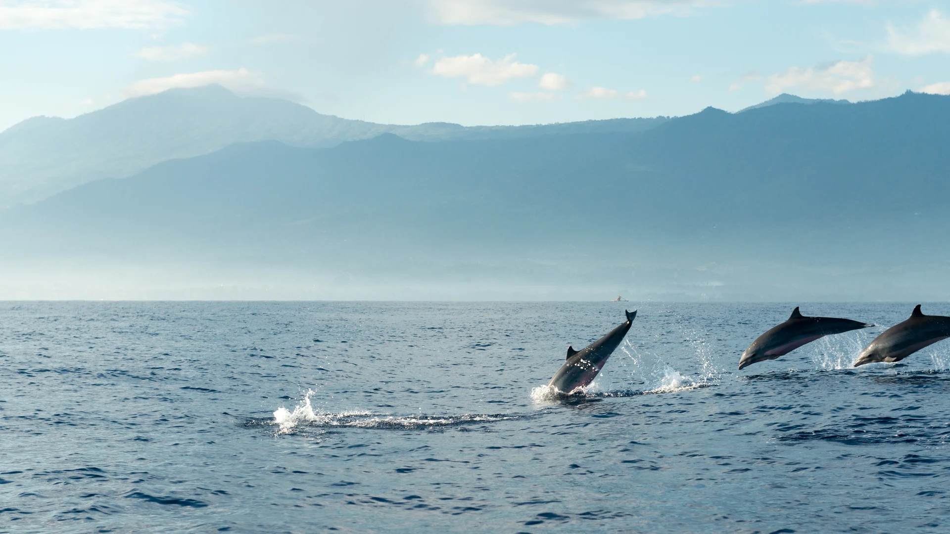 Dolphins at sunrise off the Bali coast, Lovina