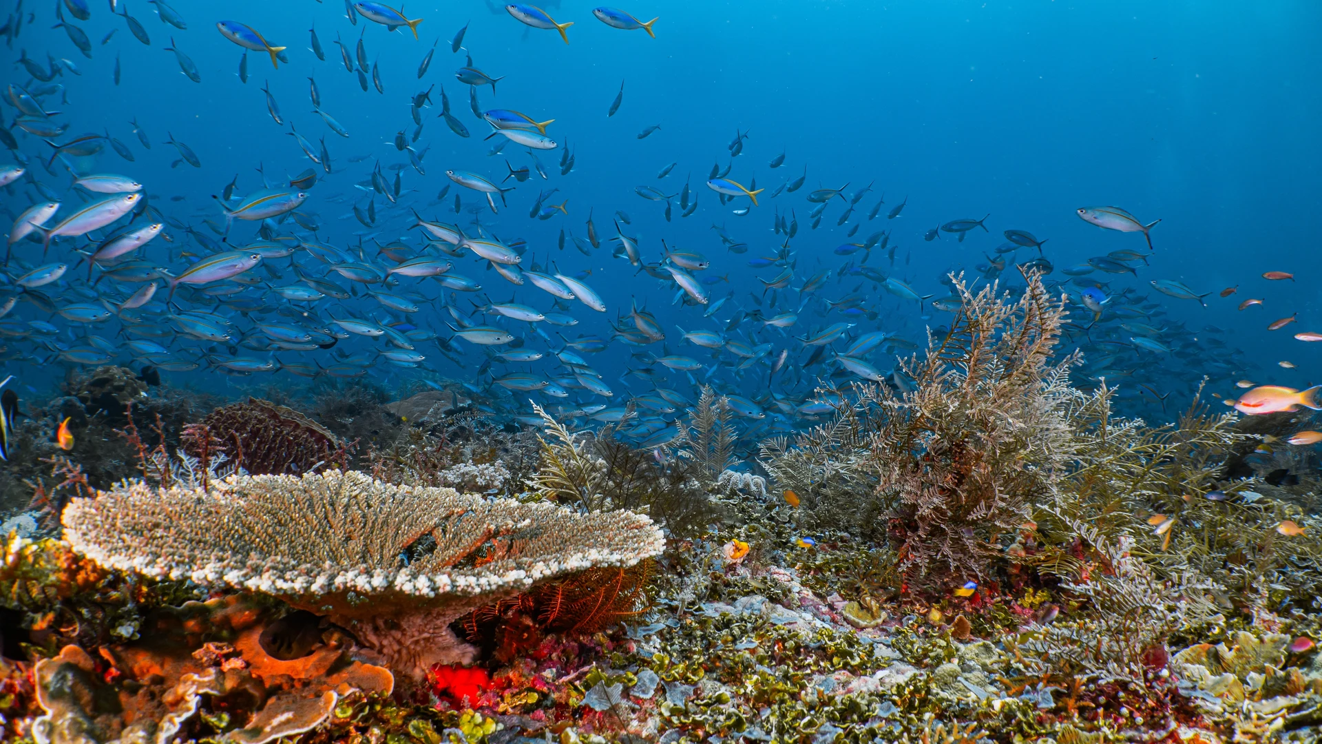Coral reef and marine life, Raja Ampat, Indonesia