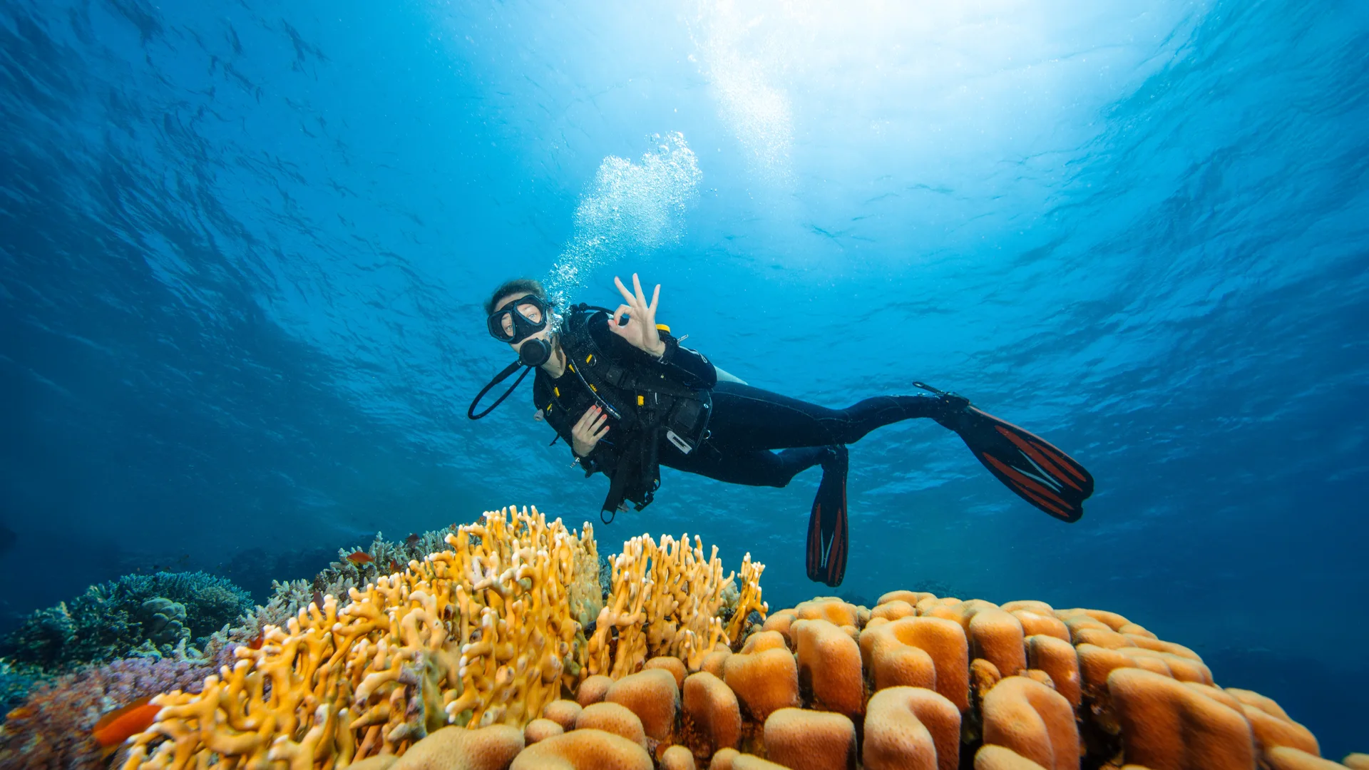 Scuba diver over a colourful coral reef