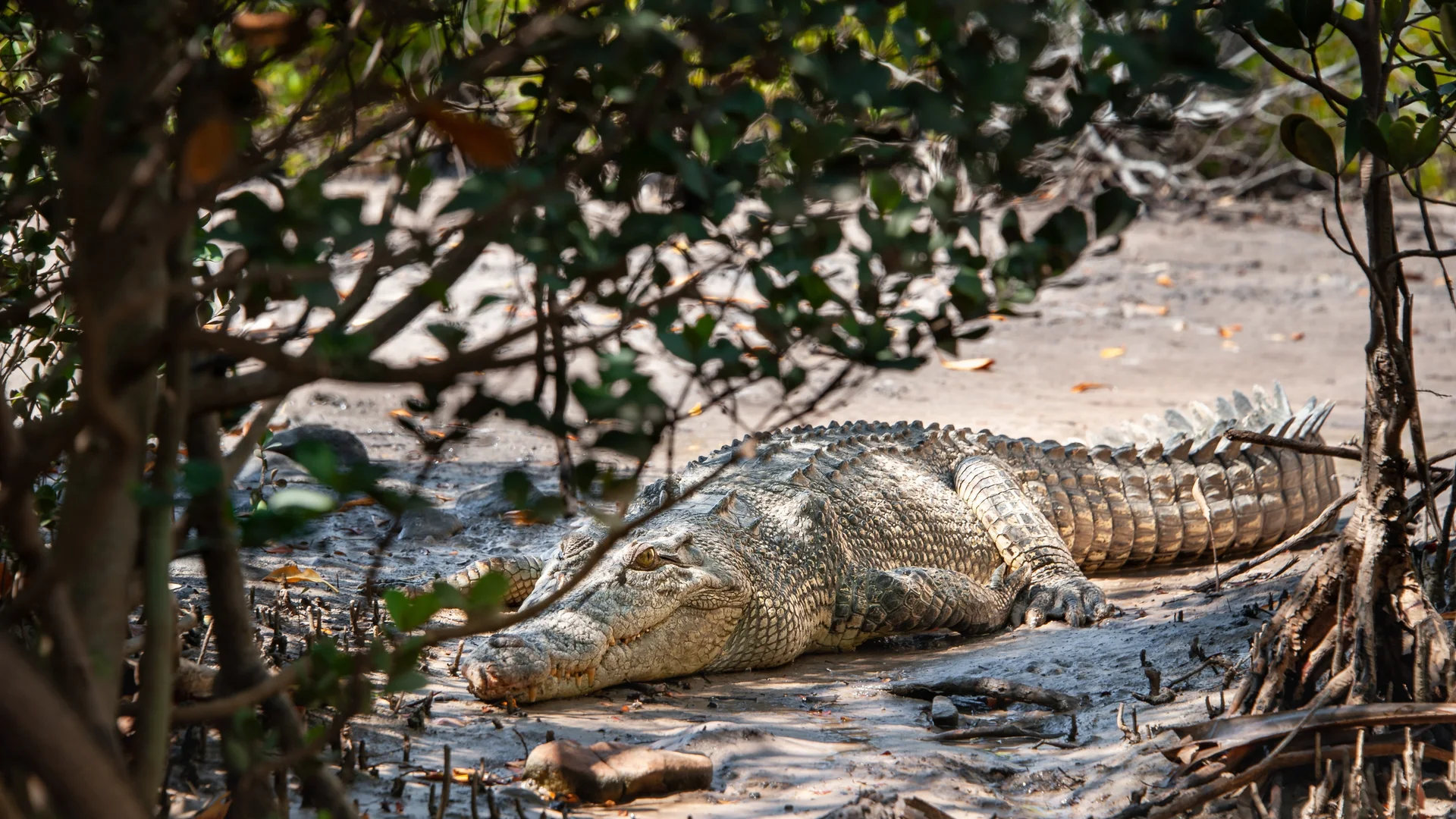 Saltwater crocodile on a mangrove bank