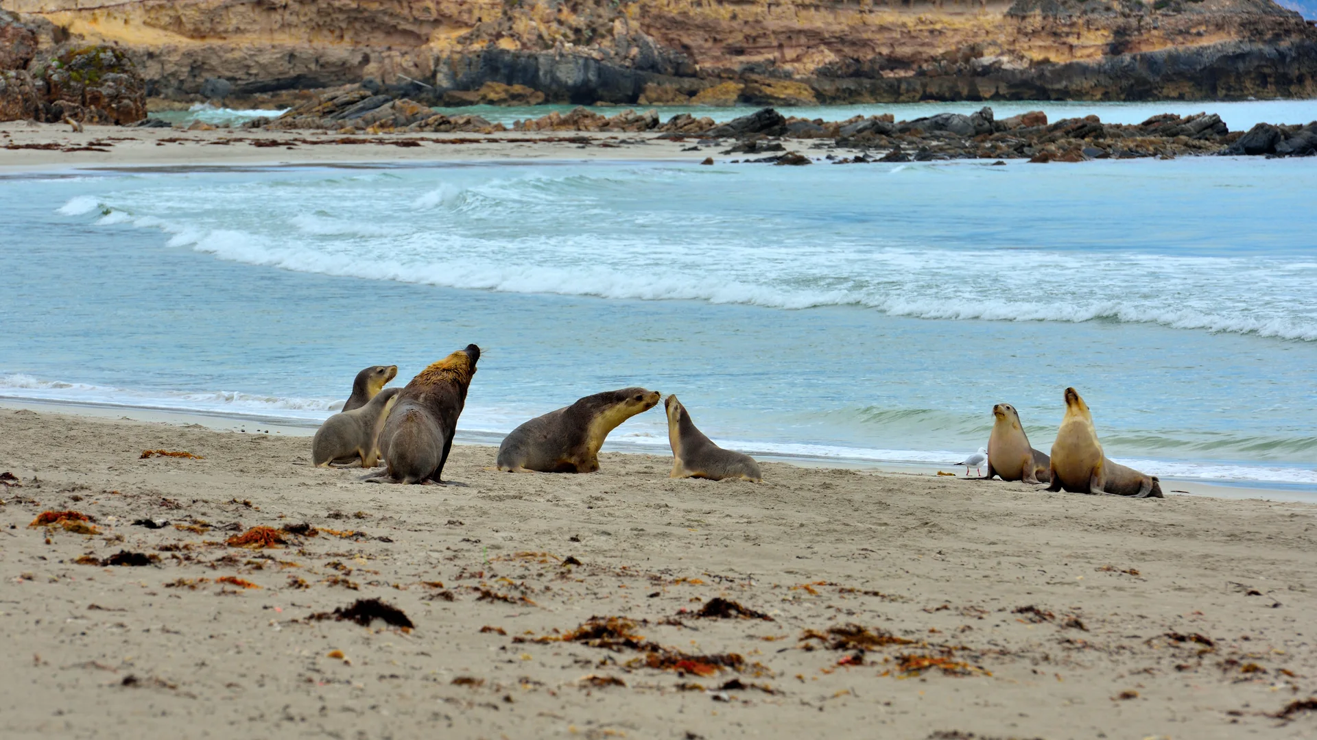 Australian sea lions on the beach