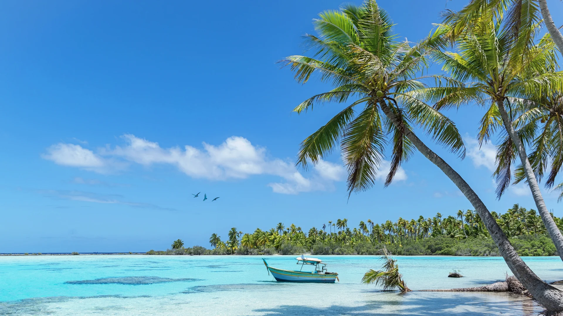 Palm-fringed white sand beach and turquoise lagoon at Fakarava atoll