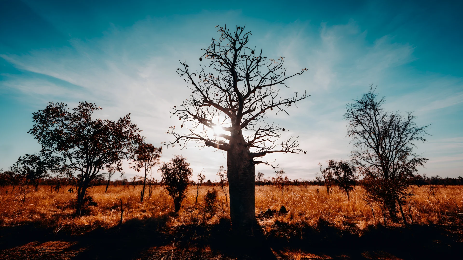 Boab tree silhouetted against a sunburst sky