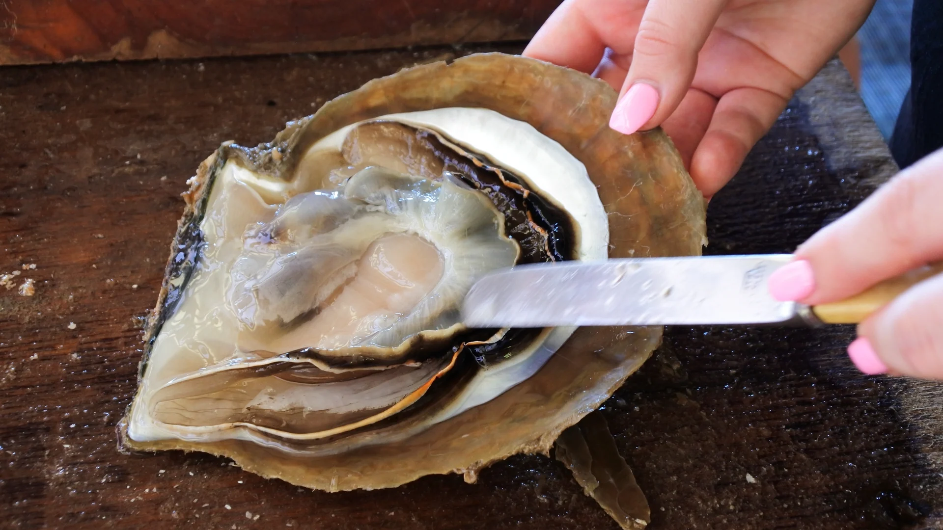 Hand opening a South Sea pearl oyster