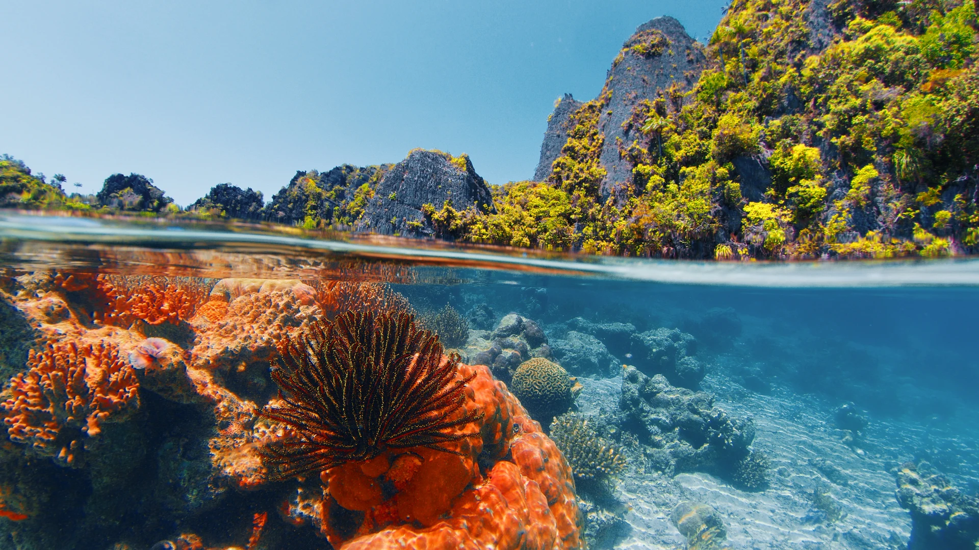 Sunlit shallow coral reef, Raja Ampat