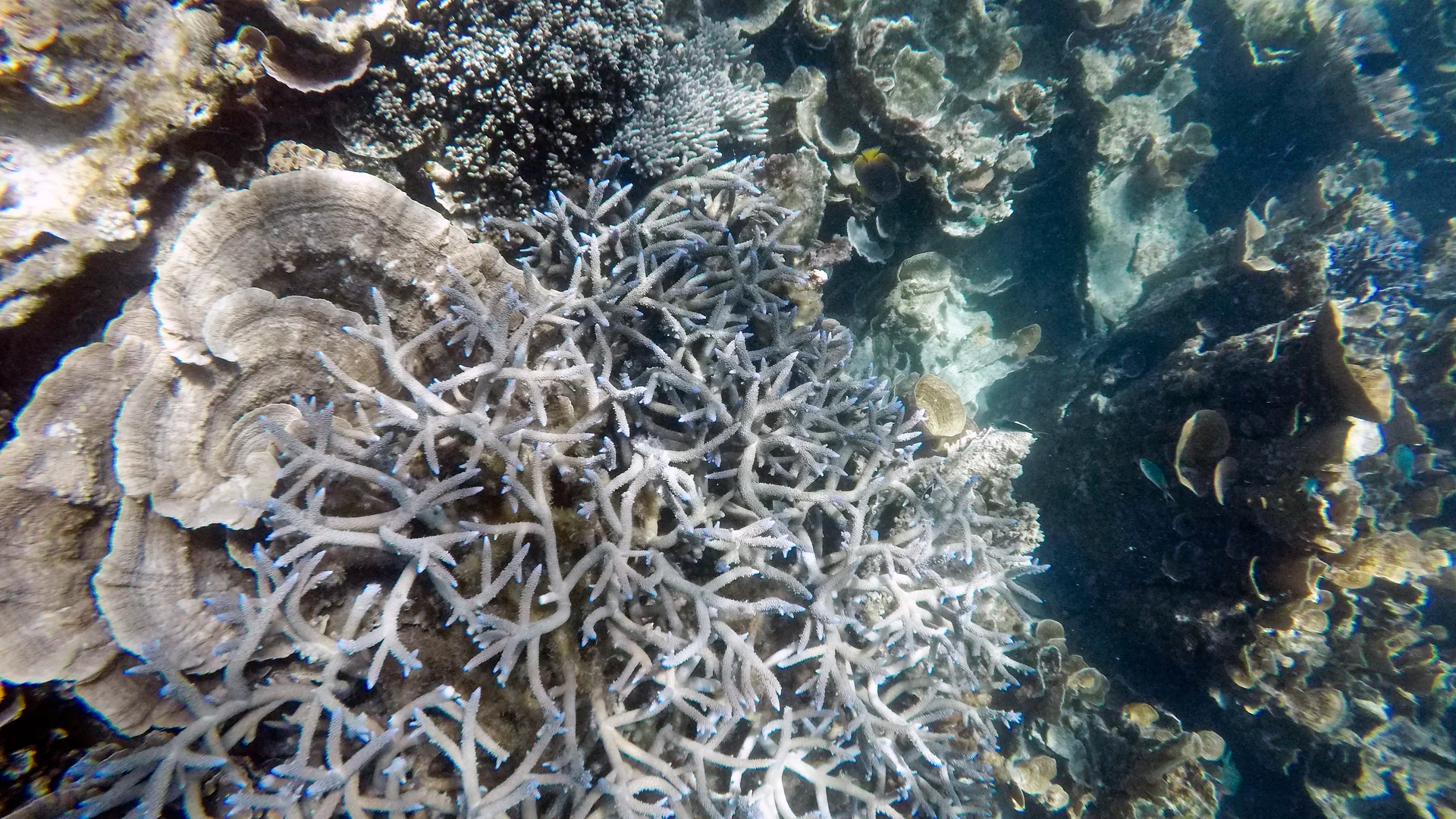 Snorkeller over the coral at Ningaloo Reef