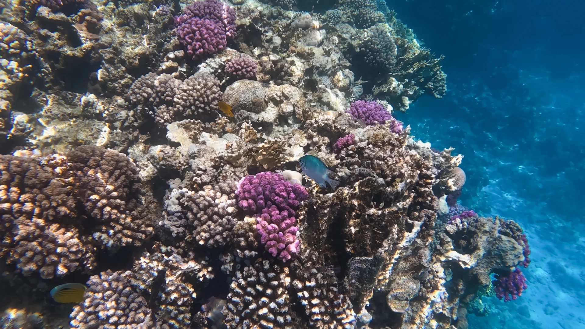 Coral reef wall dropping into blue water