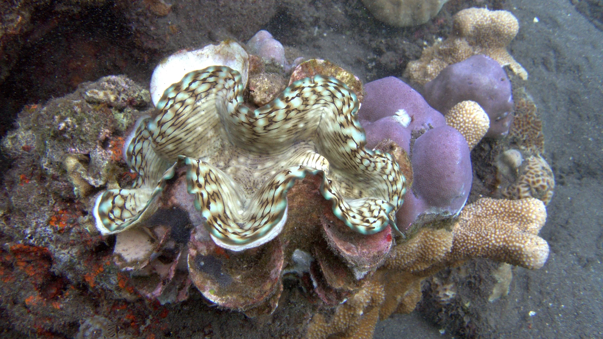 Giant clam with colourful mantle in coral