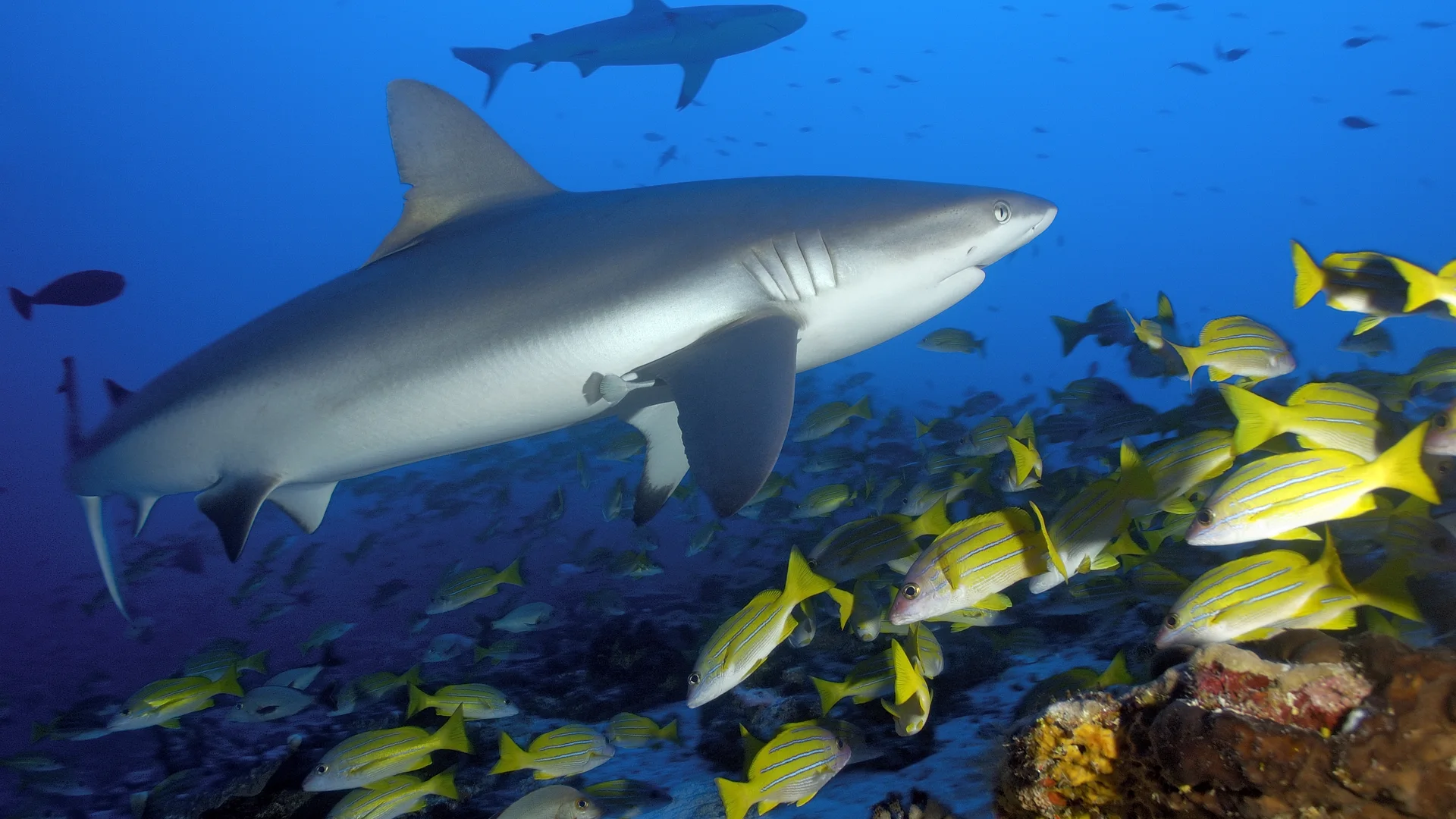 Grey reef shark with a school of snapper