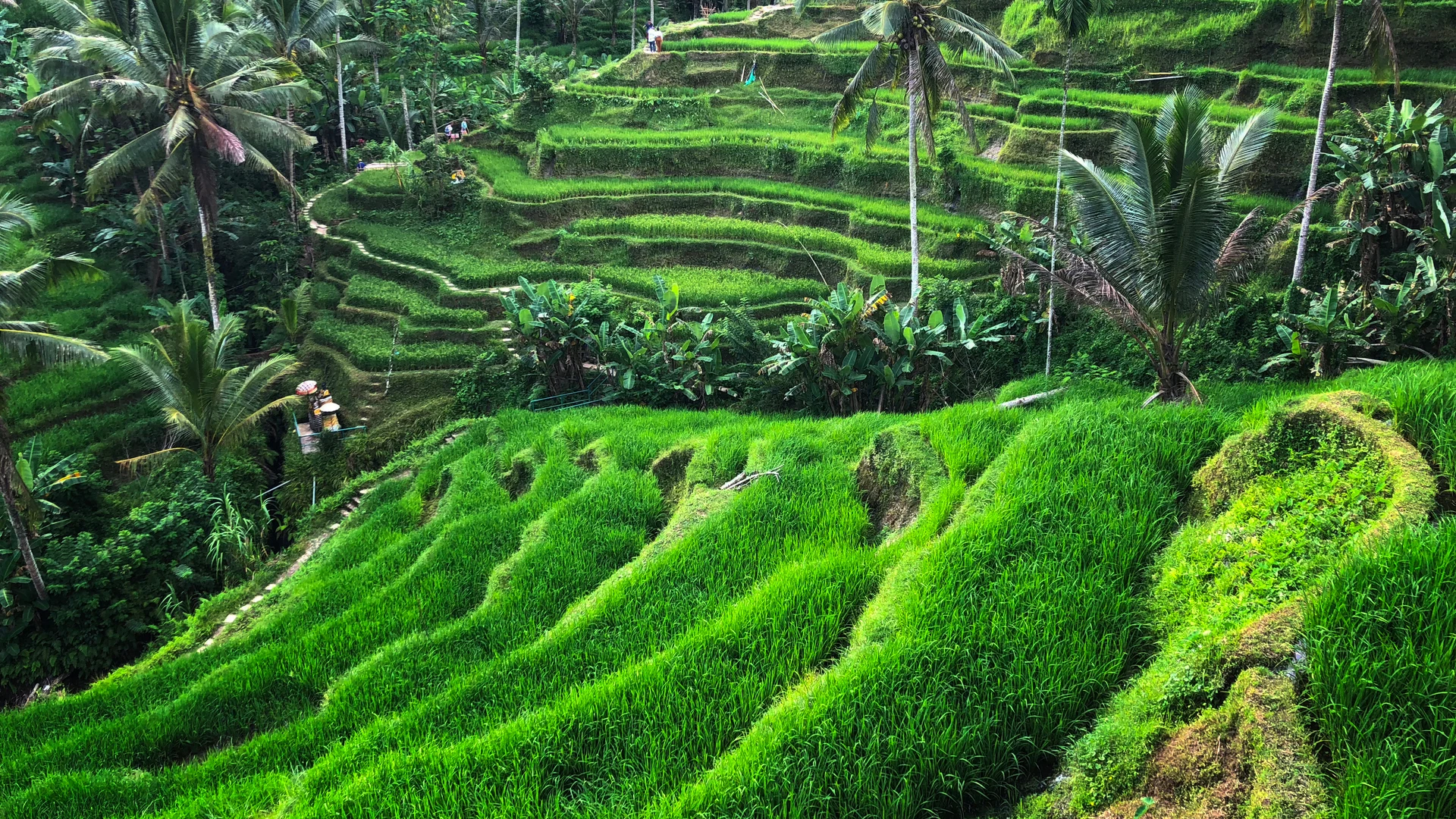 Tegallalang rice terraces near Ubud, Bali