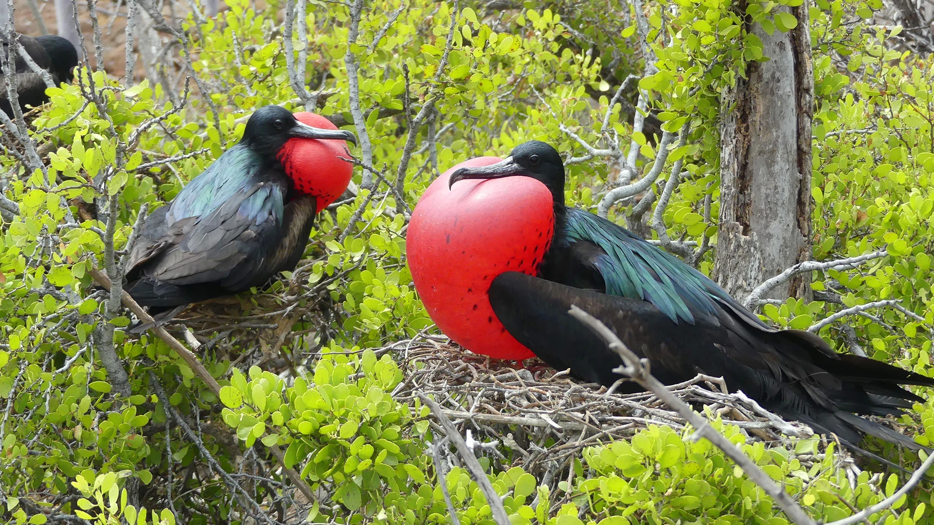 Adult Frigate Bird Inflated Red Chest North Seymour Island Galapagos Ecuador