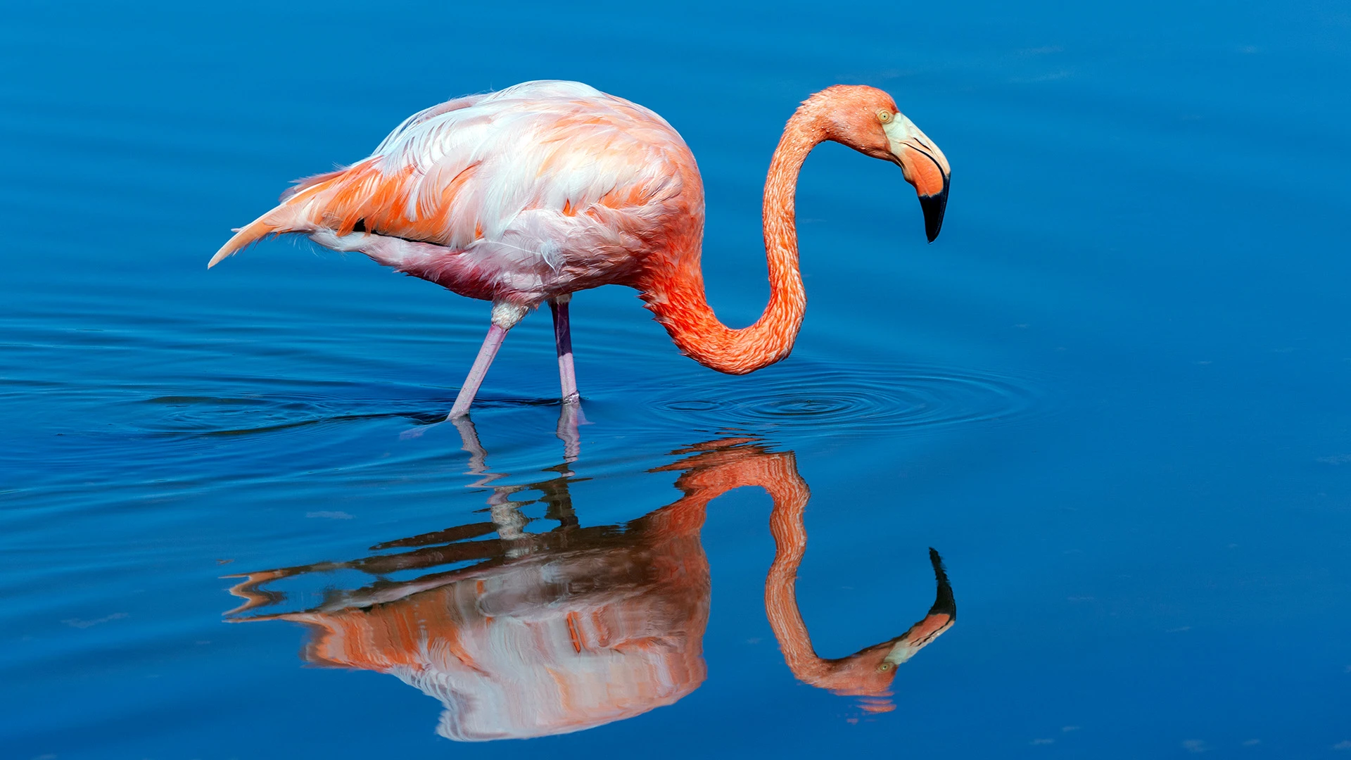American Flamingo Island of Floreana Galapagos Islands Ecuador