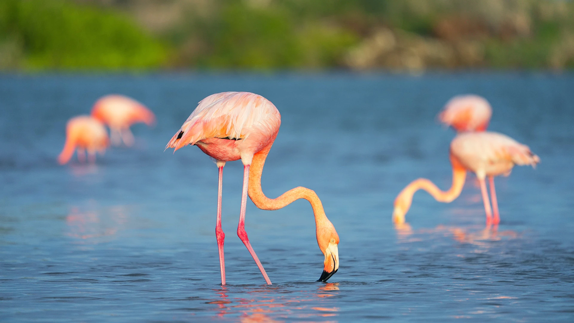American Flamingos Galapagos Ecuador