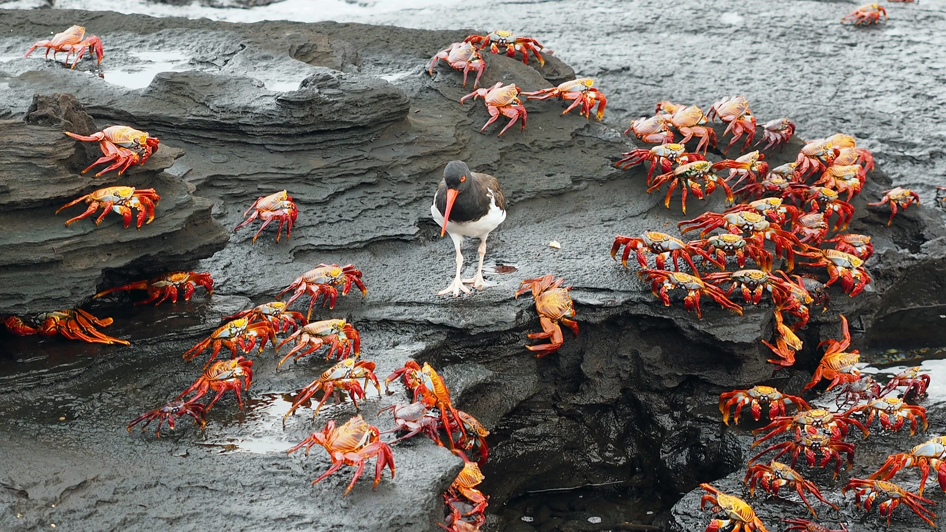 American Oyster Catcher Sally Lightfoot Crabs Galapagos Islands Ecuador