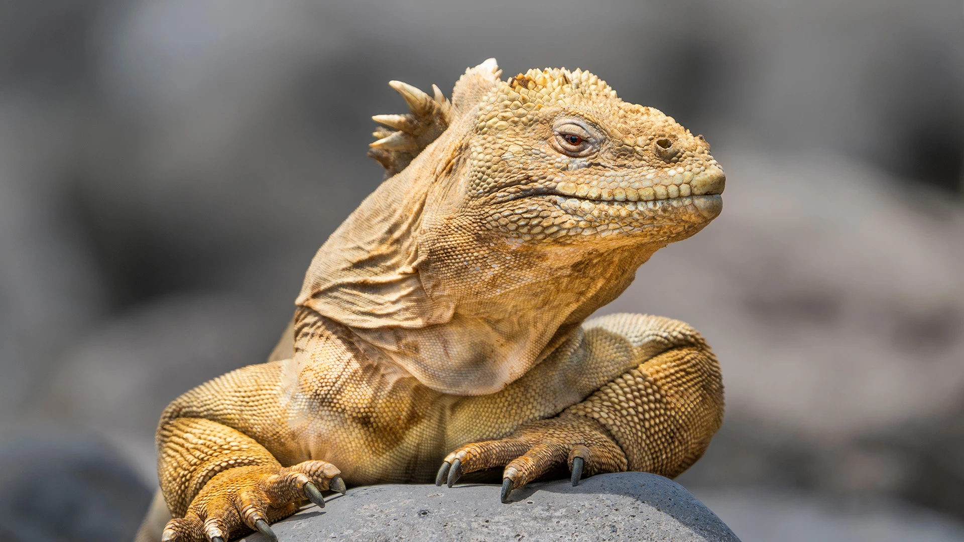Galápagos Wildlife Discovery Expedition Cruise