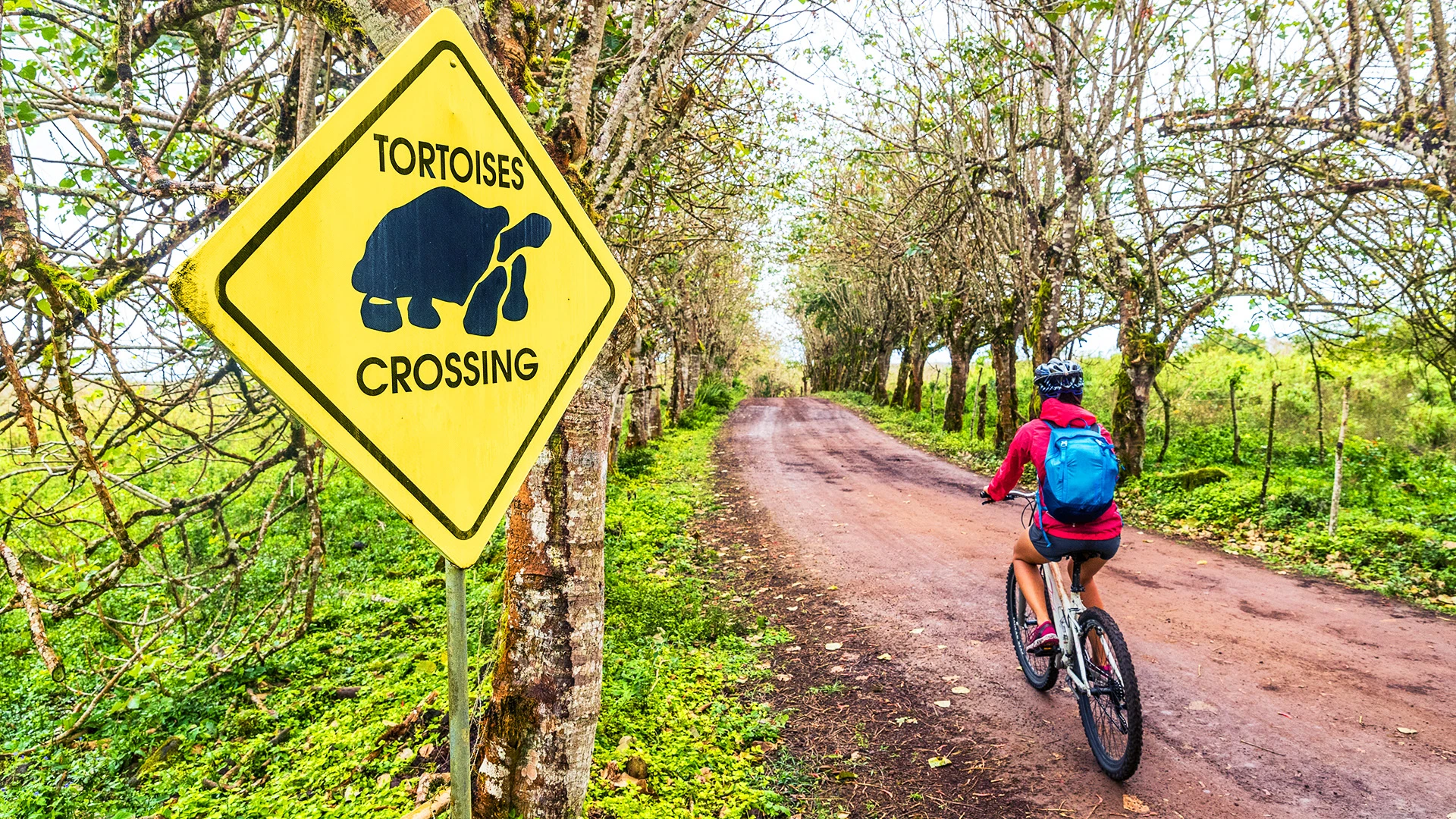 Galapagos Giant Tortoise Mountain Biking Santa Cruz Island Galapagos Ecuador