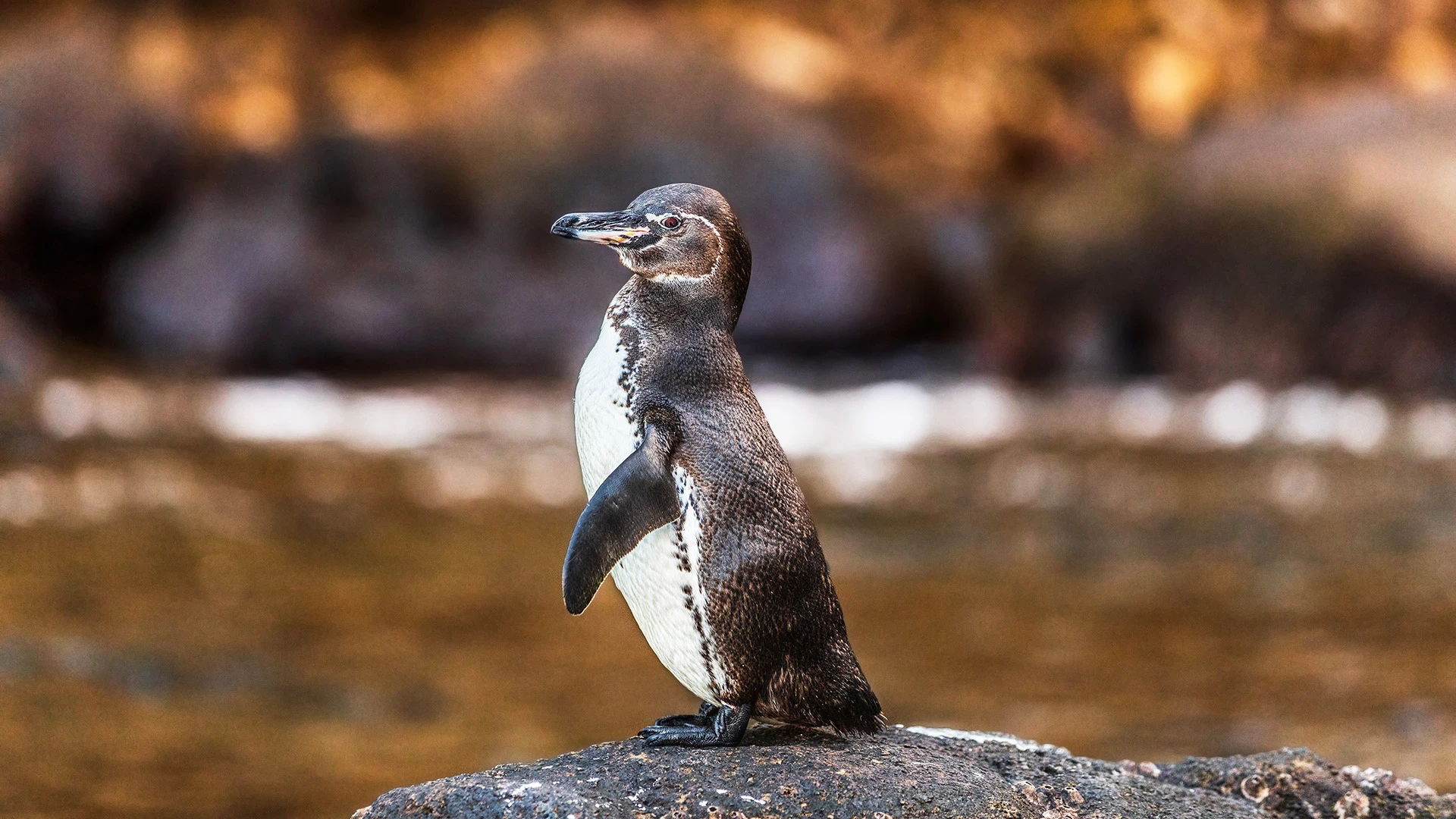 Galapagos Penguin of Isabela Island Galapagos Ecuador