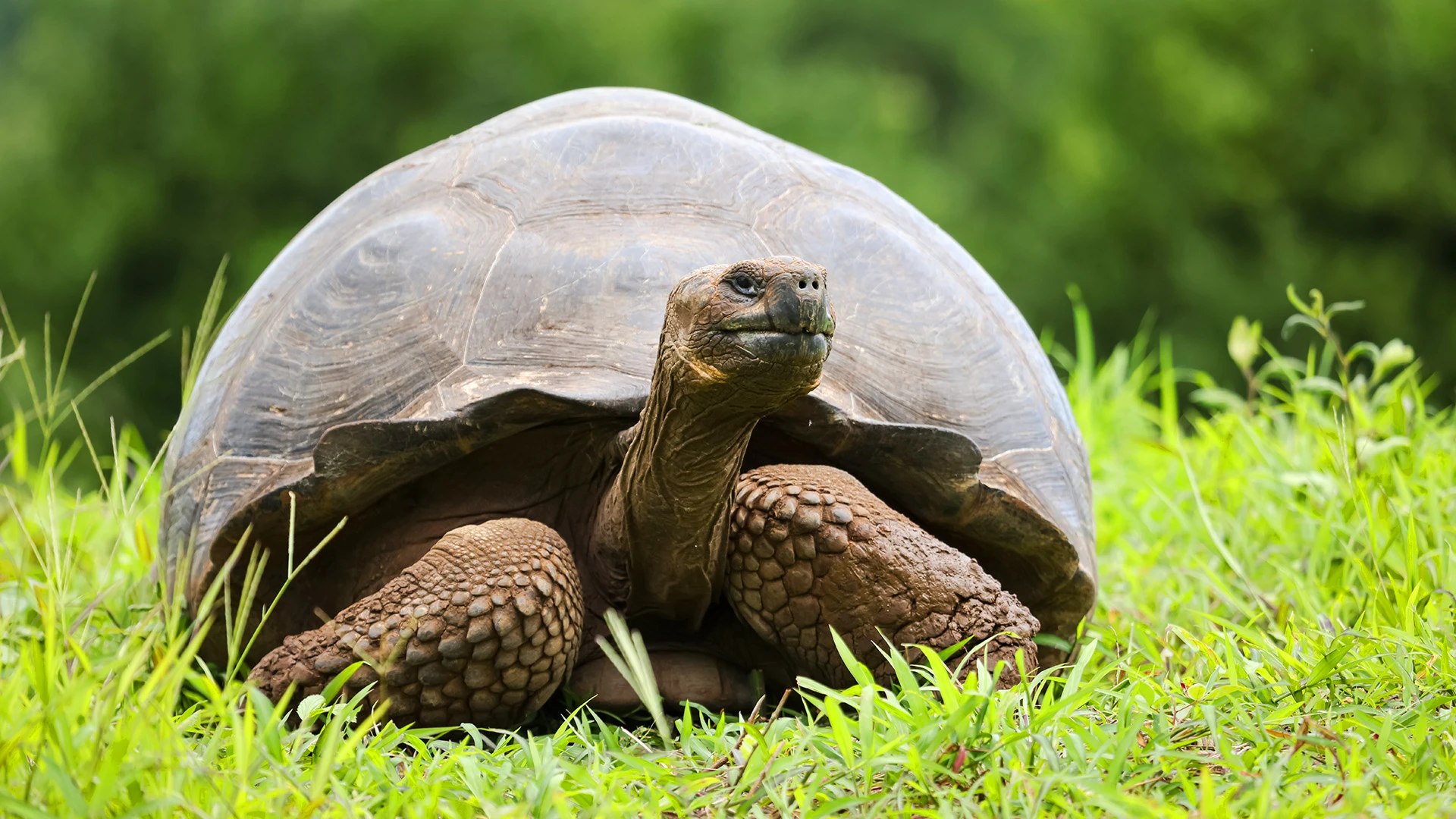 Premium Galápagos Grand Expedition Cruise