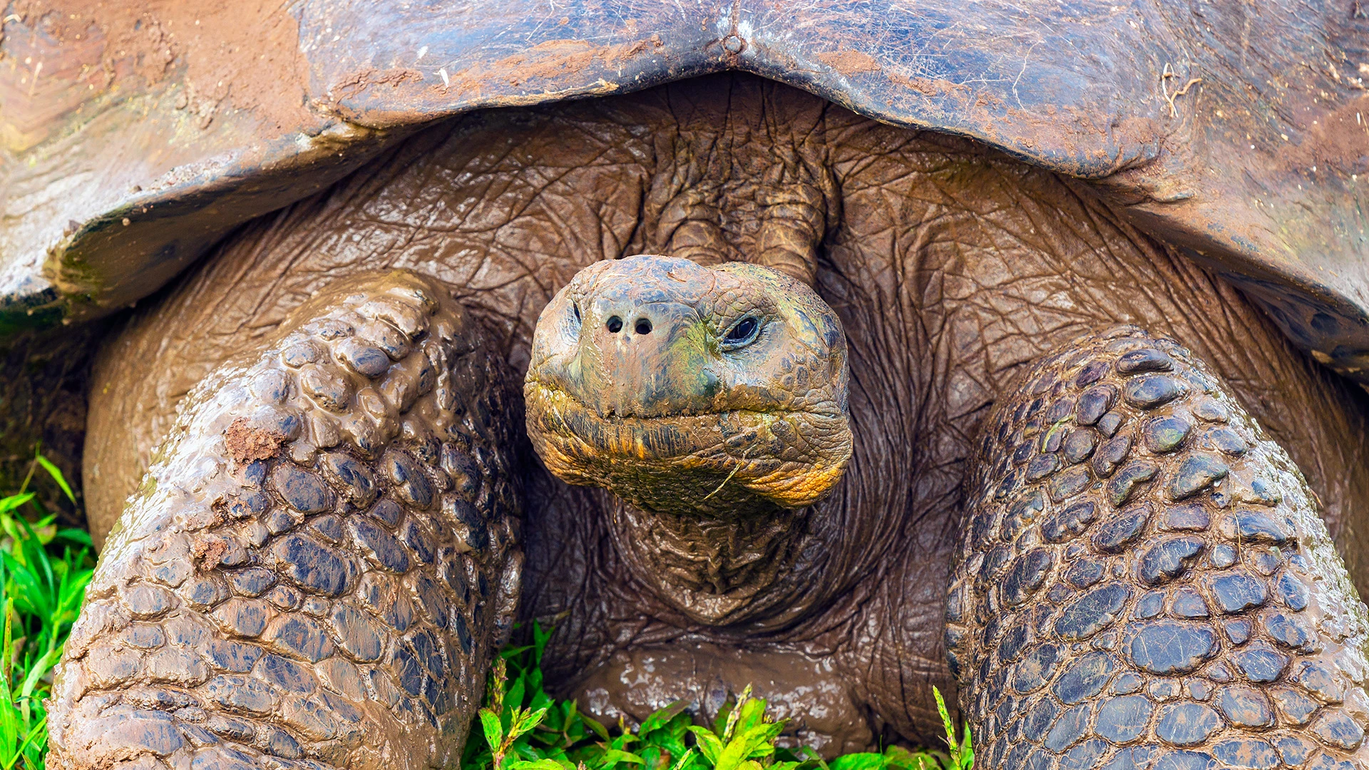 Giant Galapagos Tortoise Santa Cruz Island Galapagos Ecuador