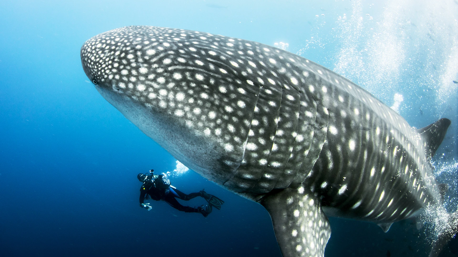 Giant Whale Shark Darwin Islands Diving Galapagos Ecuador