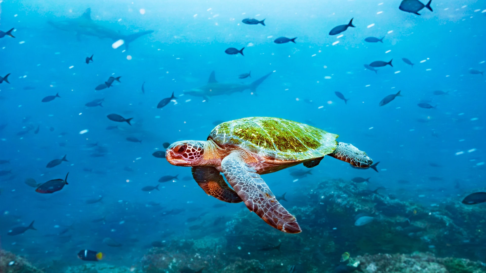 Diving-Focused Galápagos Extended Expedition Cruise
