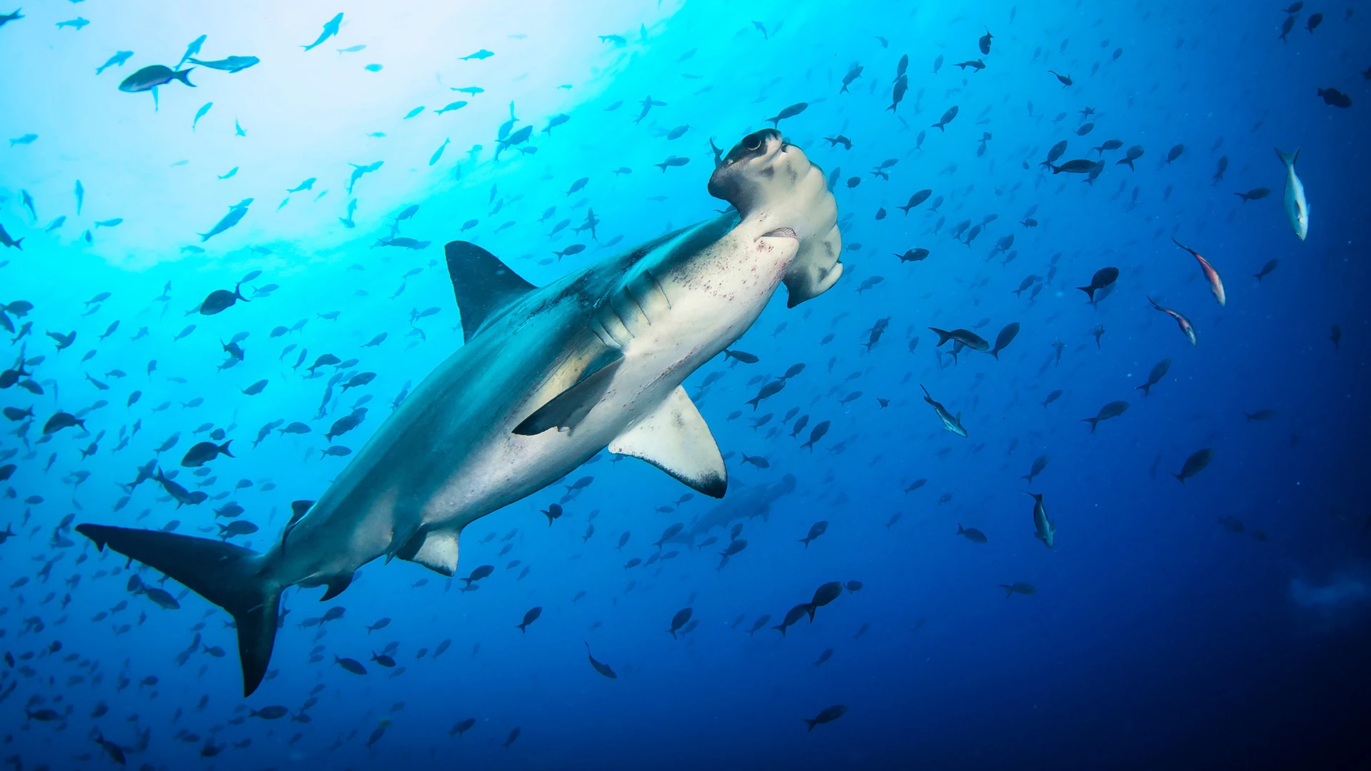 Hammerhead Shark Diving Galapagos Ecuador