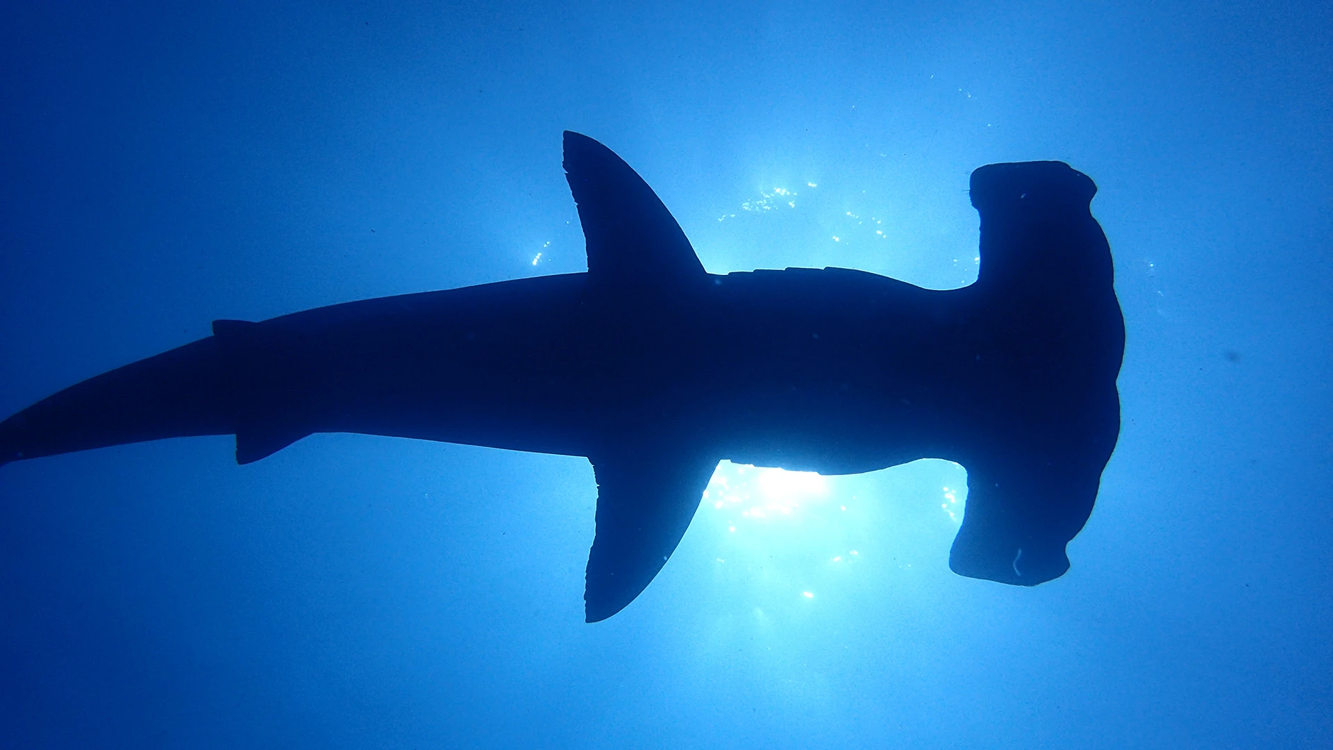 Hammerhead Shark Silhouette Diving Galapagos Islands