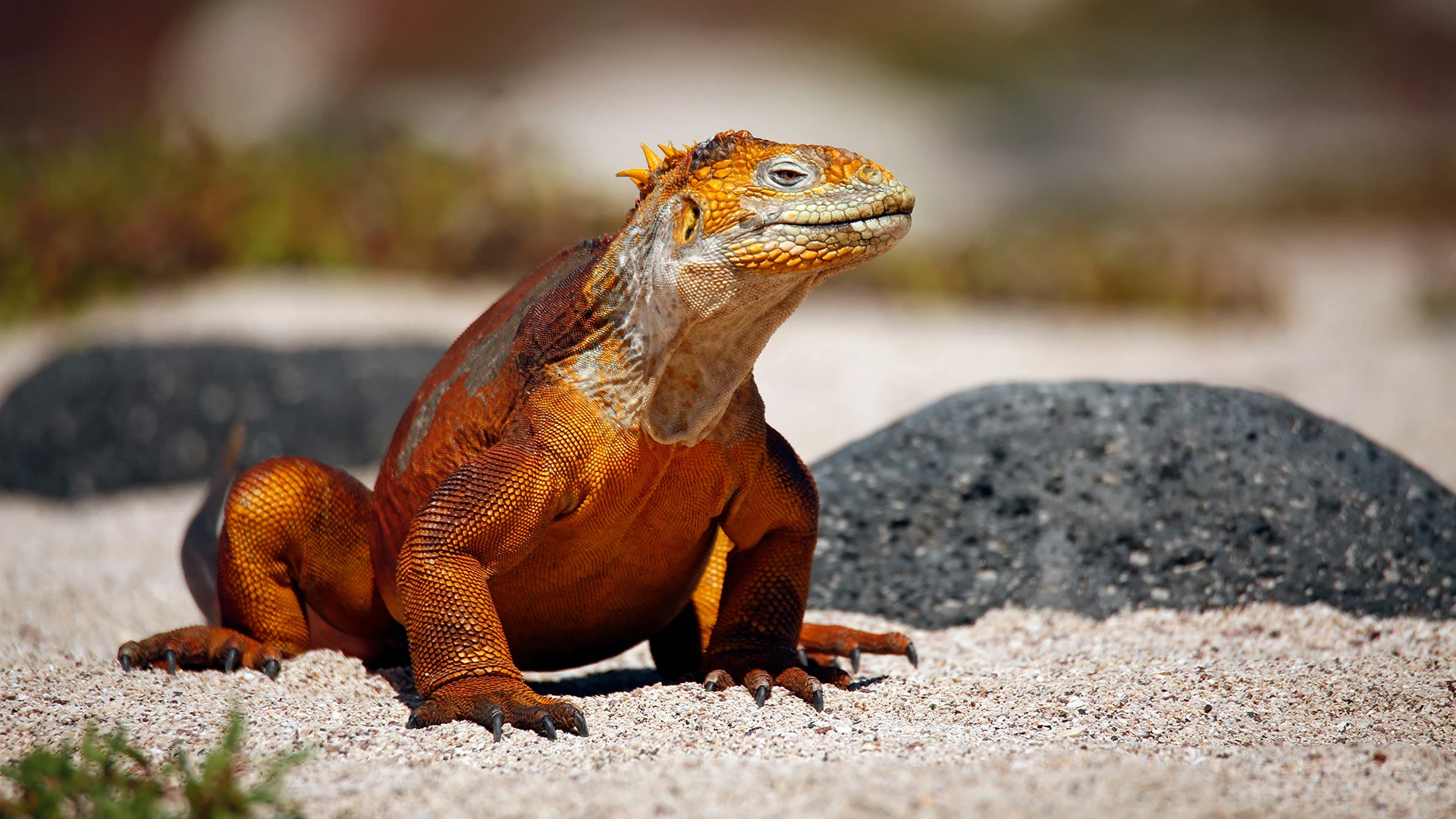 Land Iguana on the Beach North Seymour Island Galapagos Ecuador