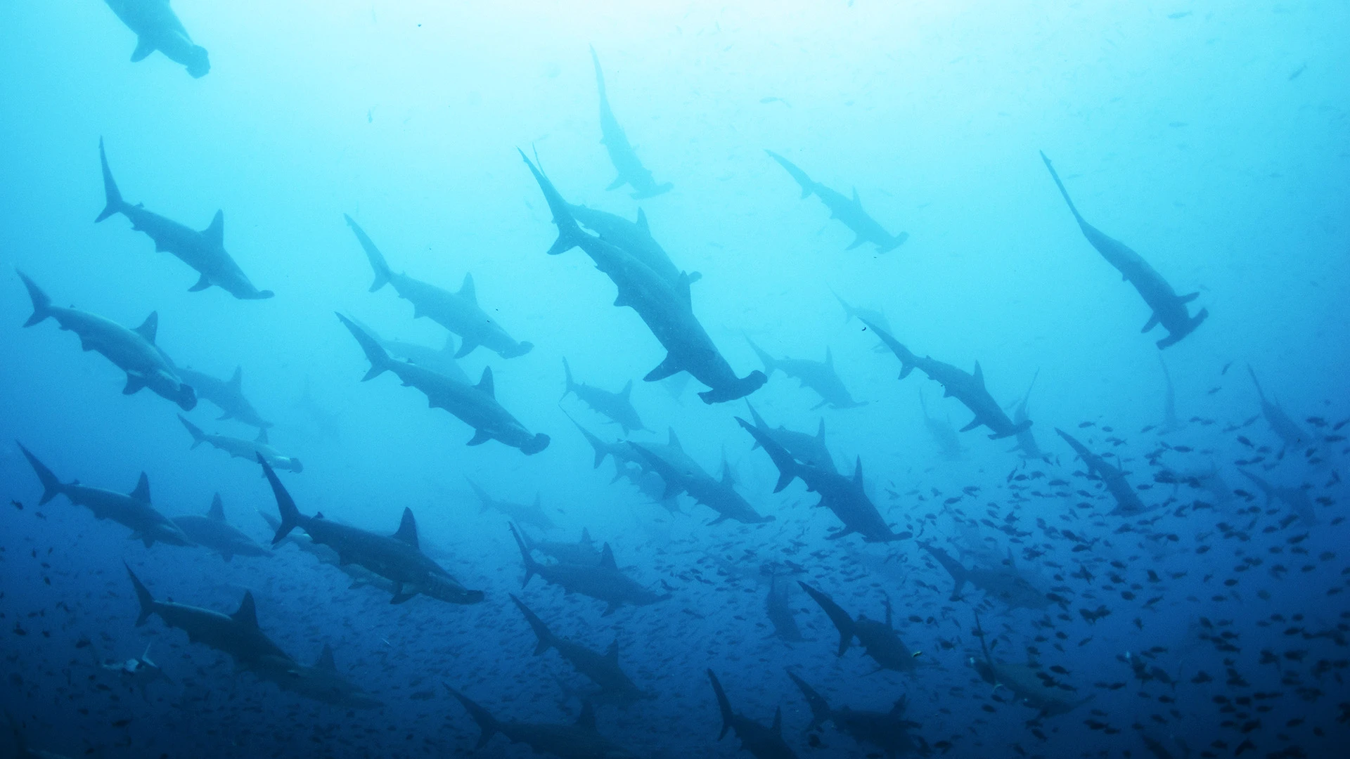 Large School of Scalloped Hammerhead Sharks Swimming Darwin Island Galapagos Ecuador