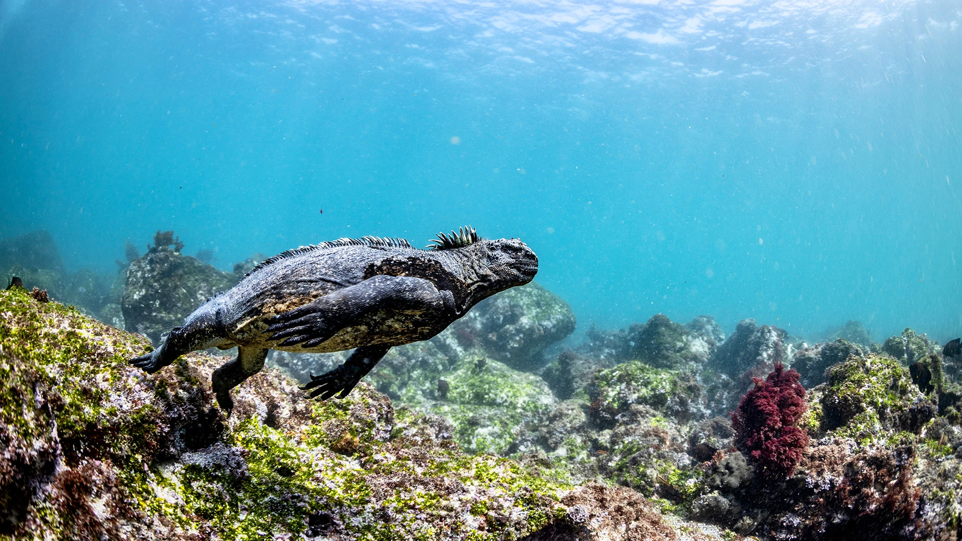 Marine Iguana Diving Galapagos Islands Ecuador