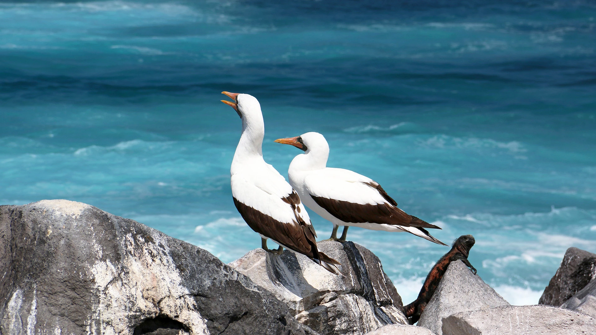 Ultra-Luxury Galápagos Expedition Cruise